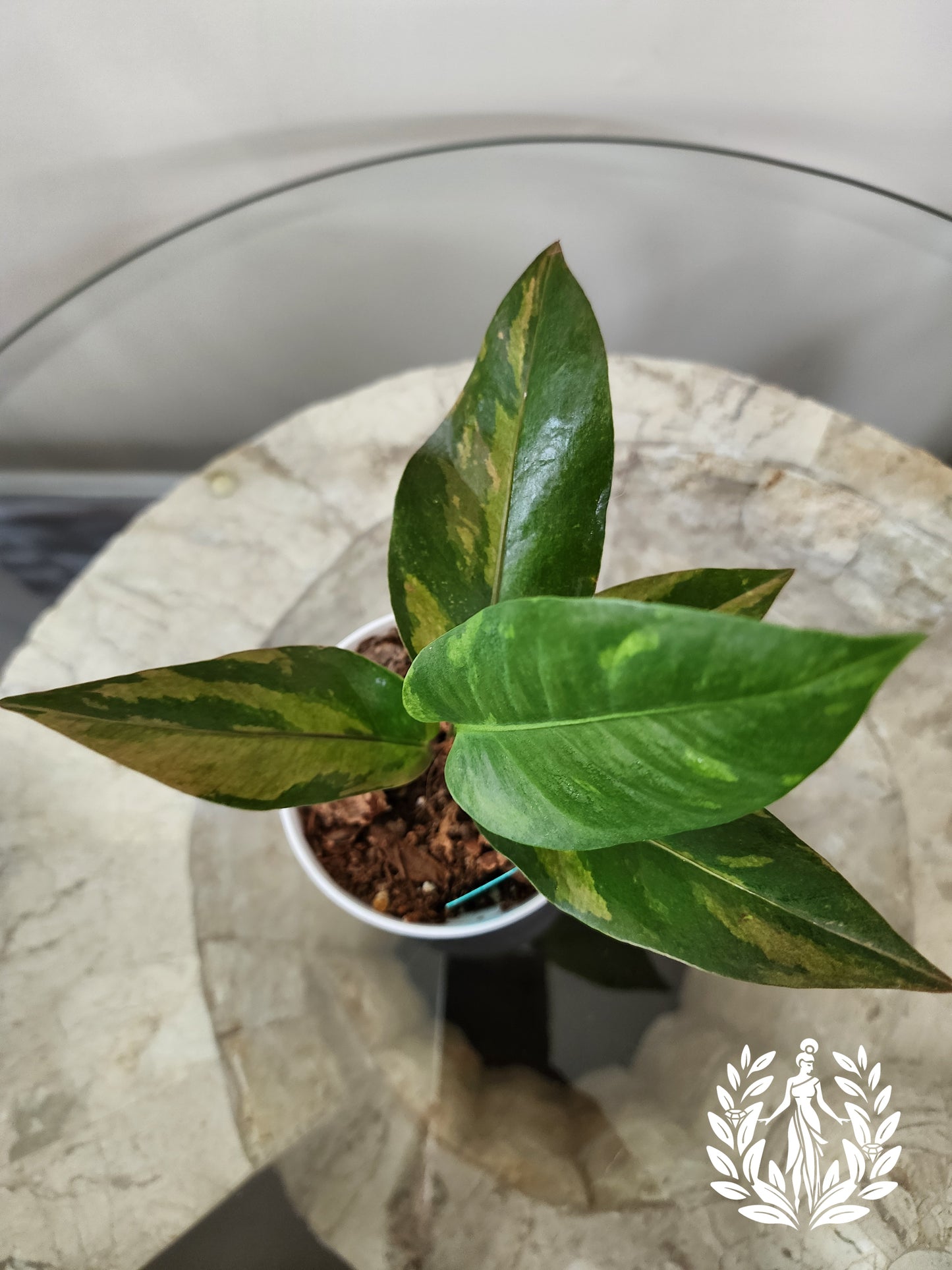 Anthurium Hookeri Copper Variegation