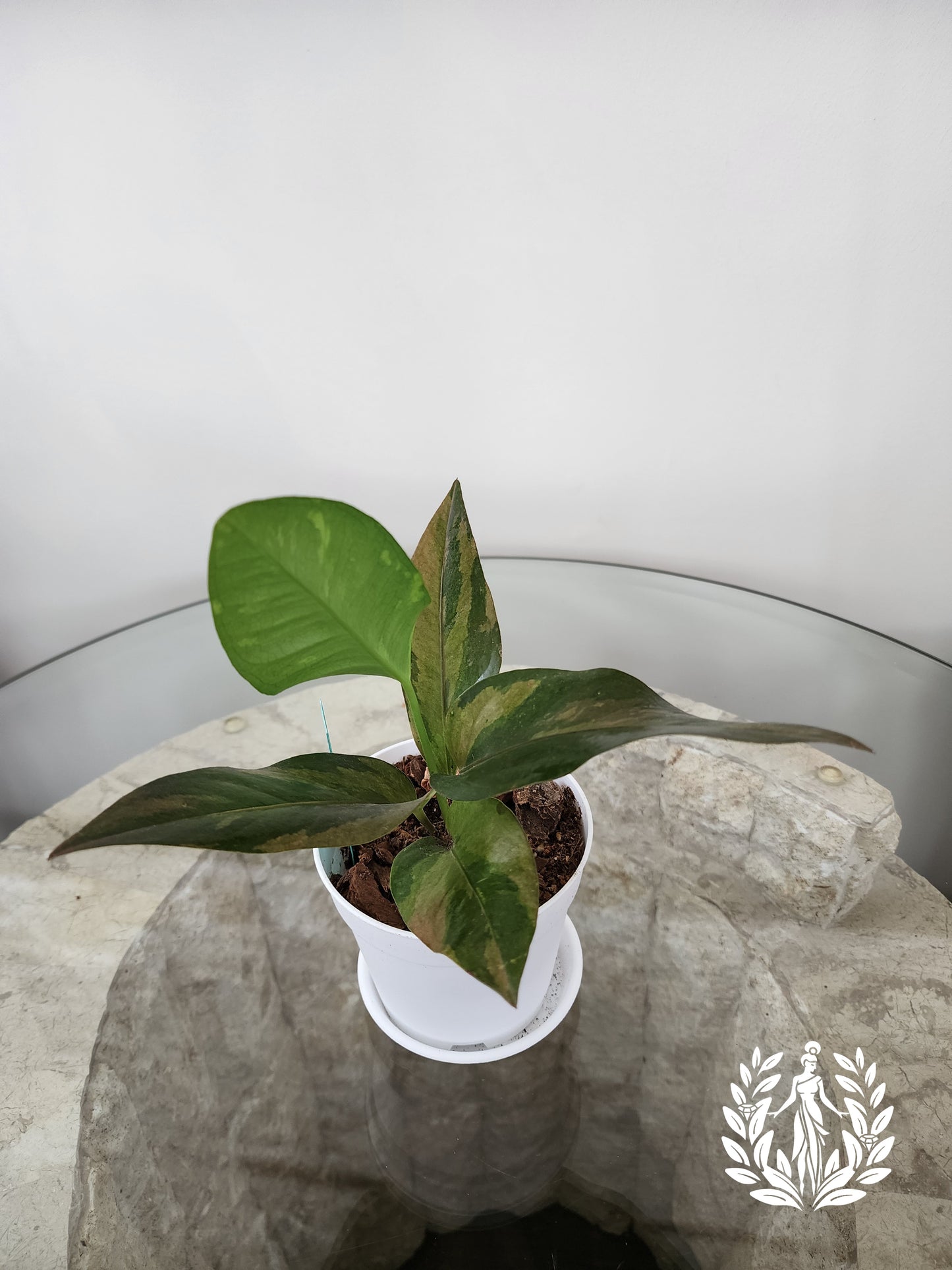Anthurium Hookeri Copper Variegation
