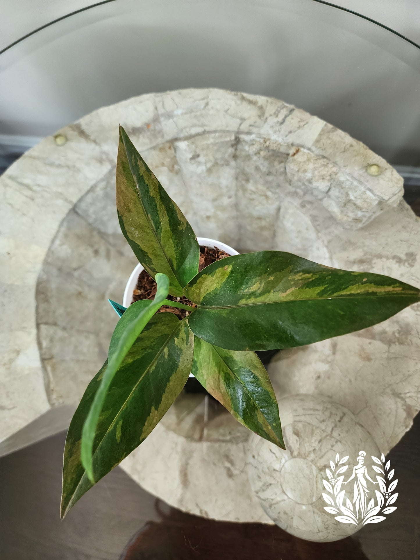Anthurium Hookeri Copper Variegation
