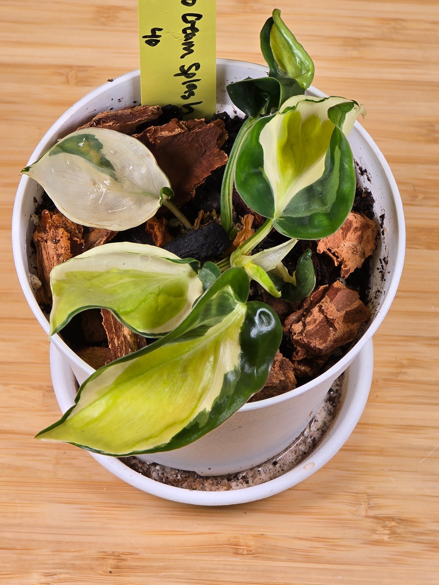 Philodendron Cream Splash #40