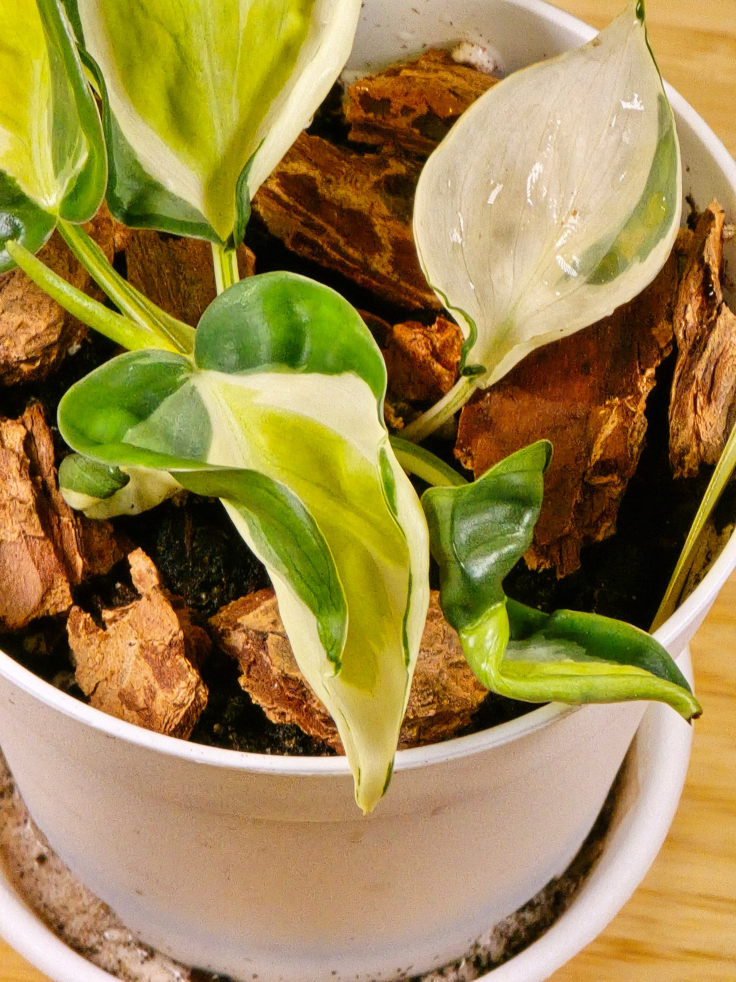 Philodendron Cream Splash #40