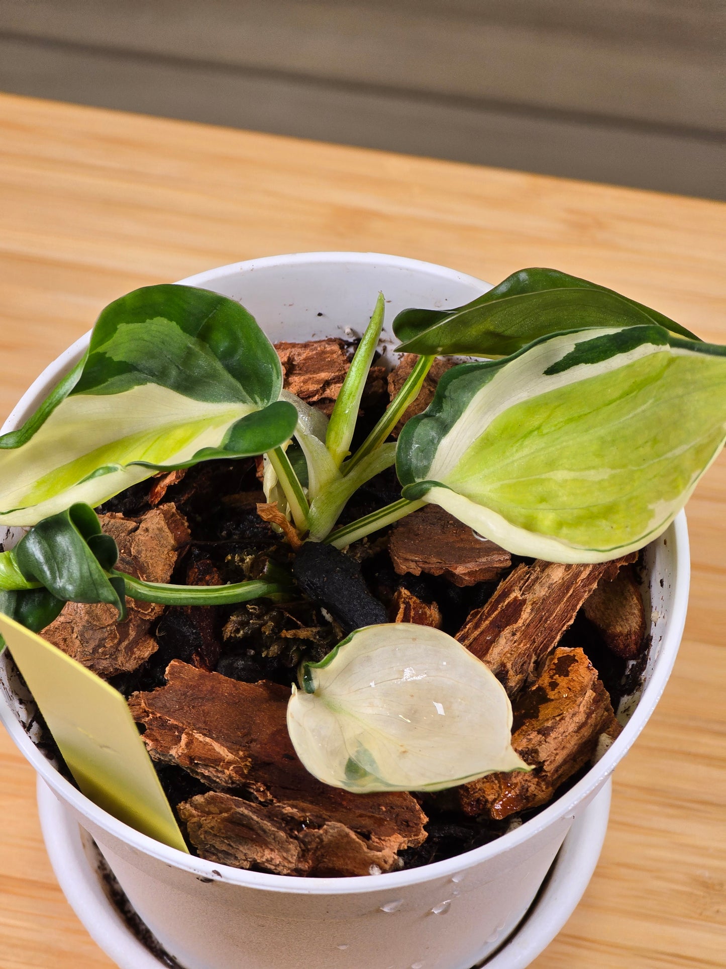 Philodendron Cream Splash #40