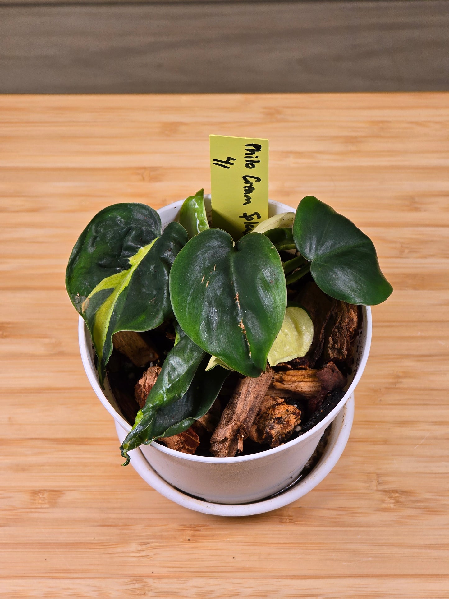 Philodendron Cream Splash #41