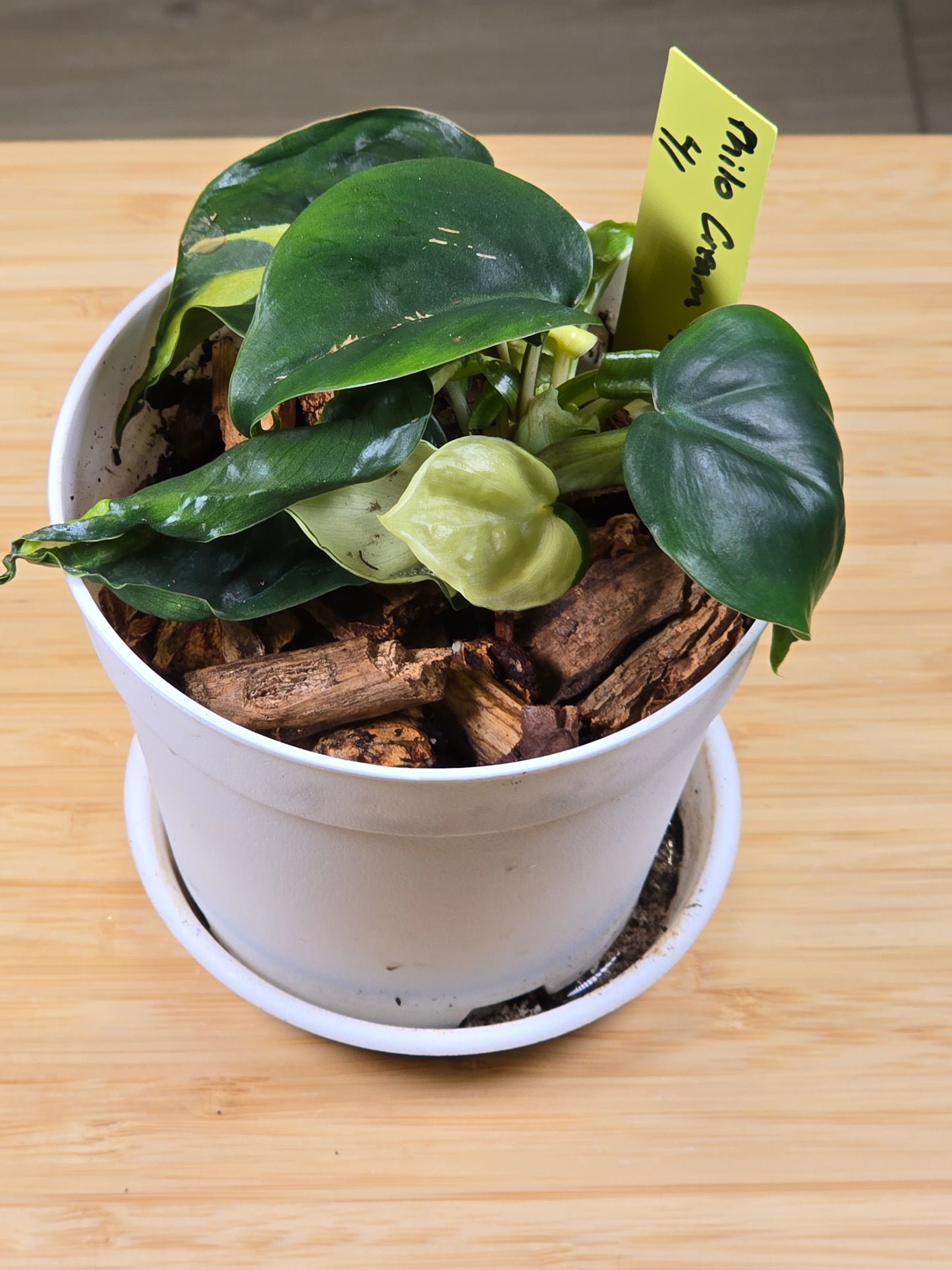 Philodendron Cream Splash #41