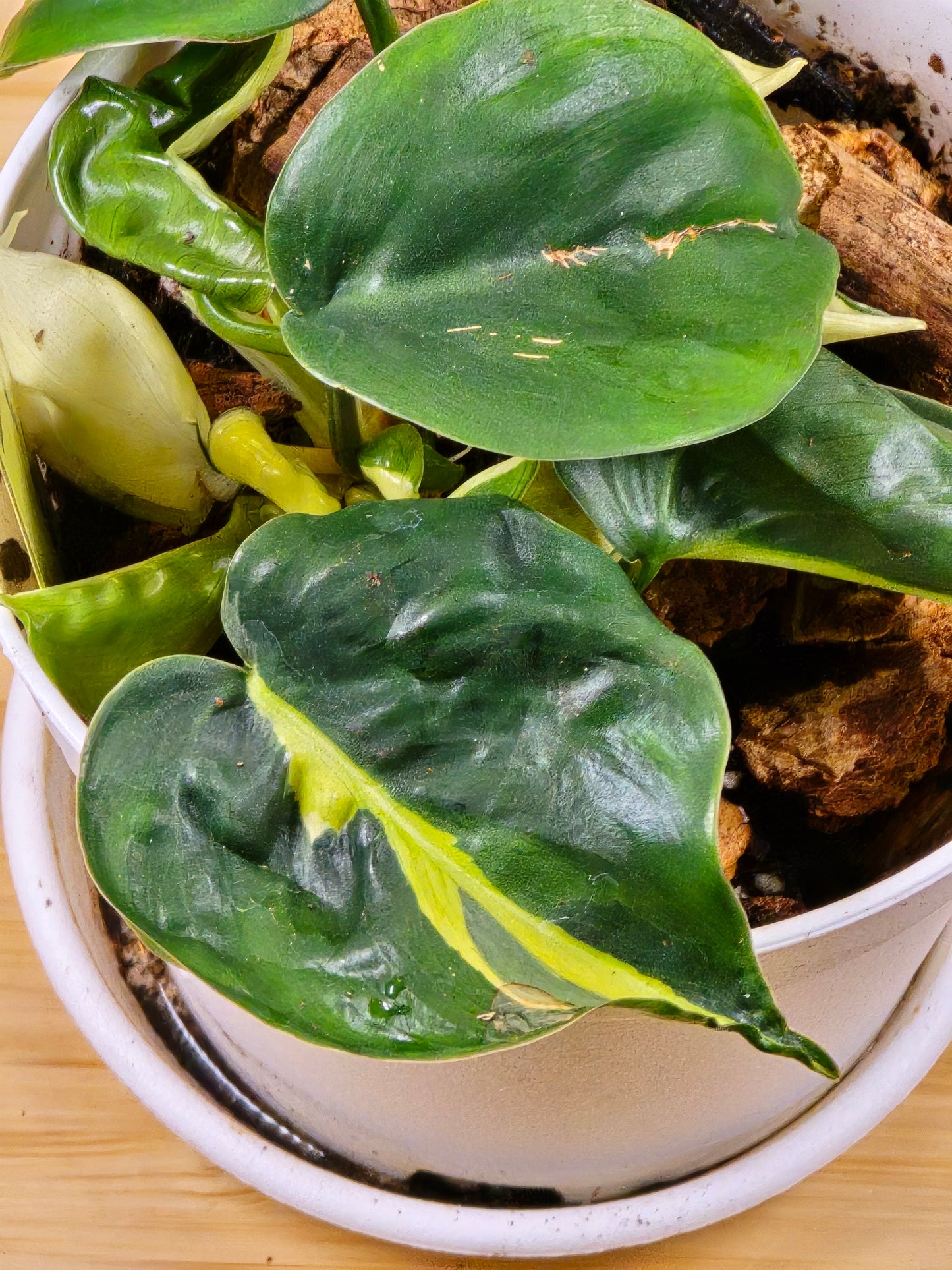 Philodendron Cream Splash #41