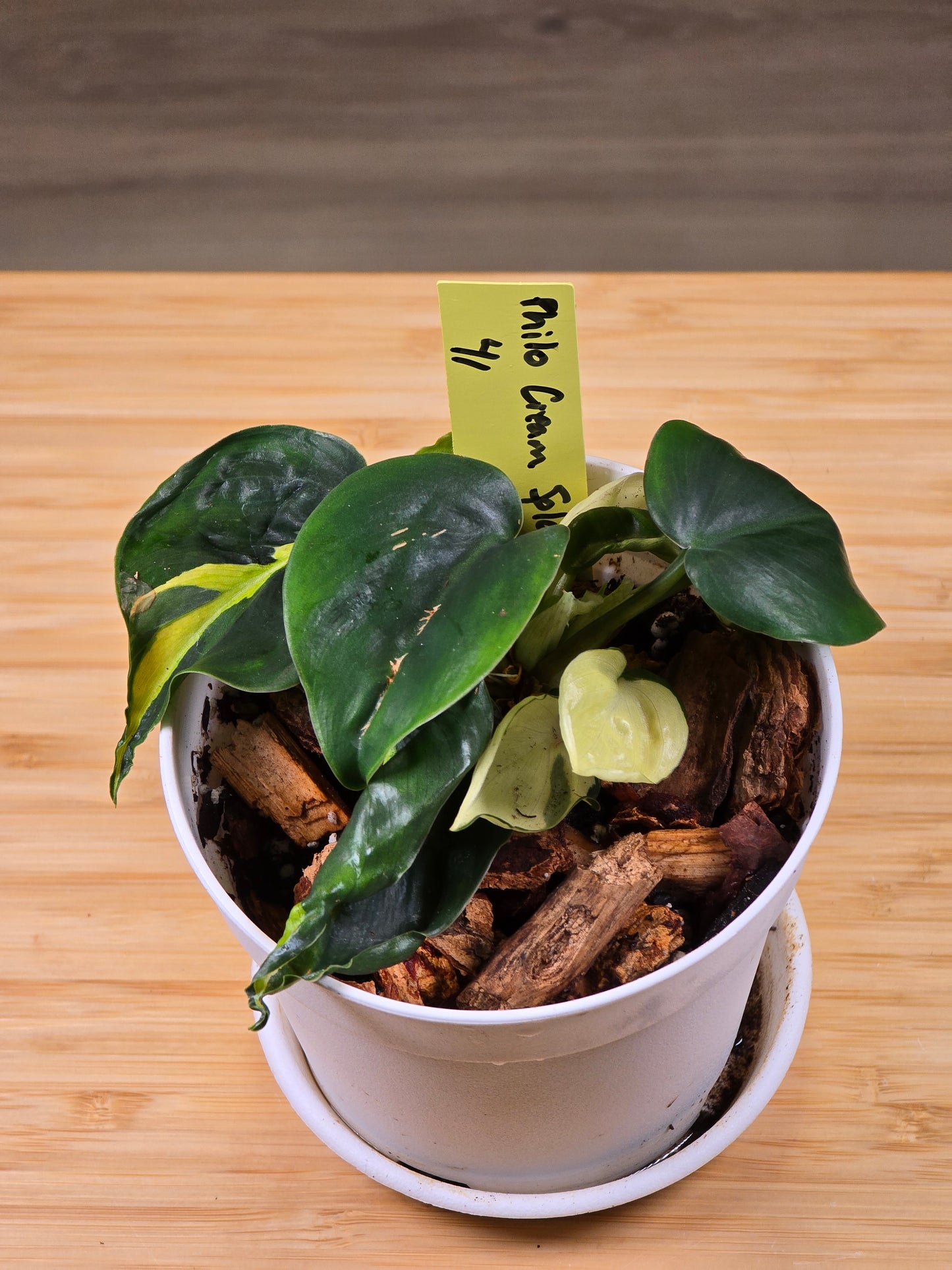 Philodendron Cream Splash #41