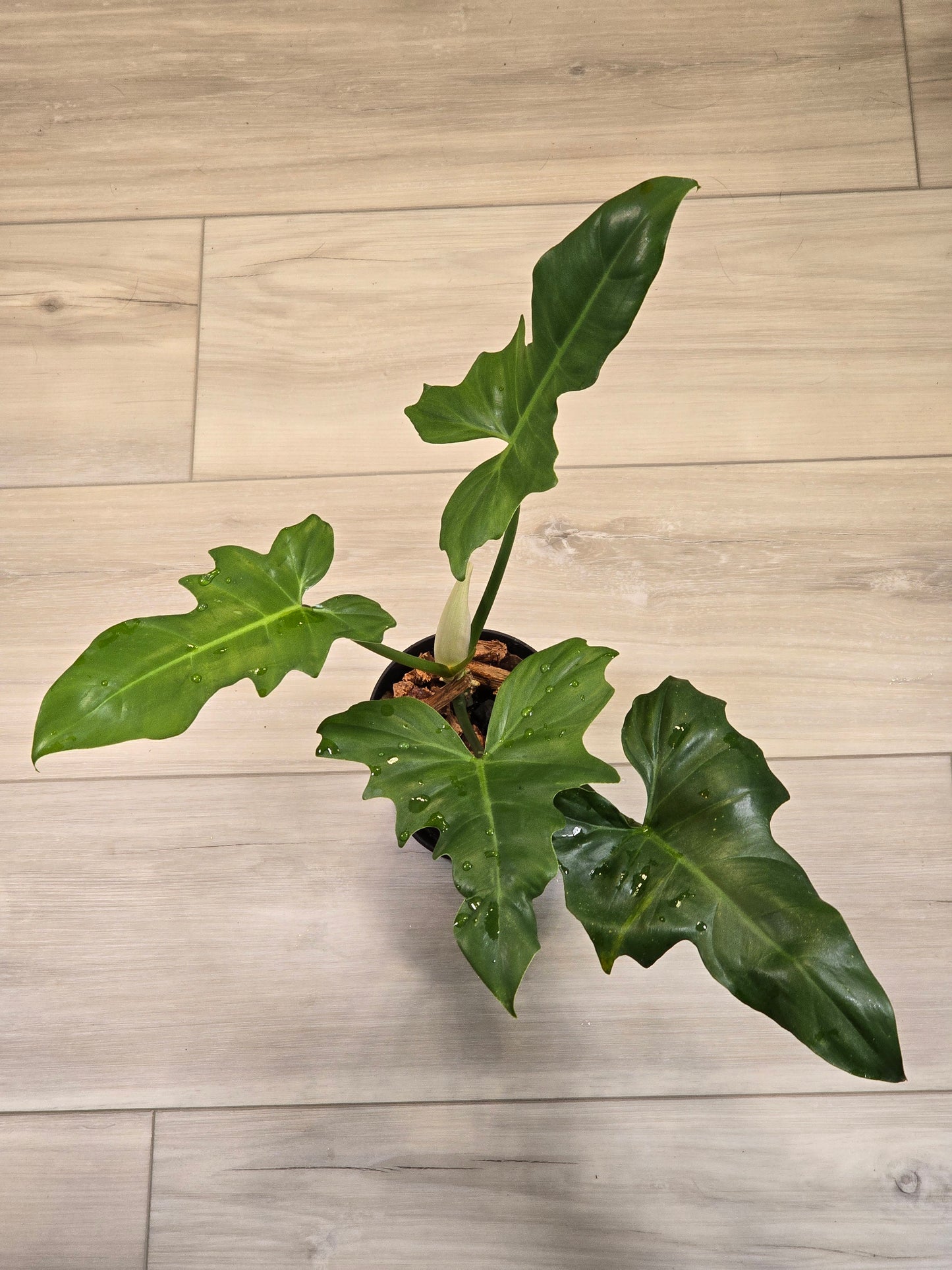 Philodendron Golden Dragon Mint #3