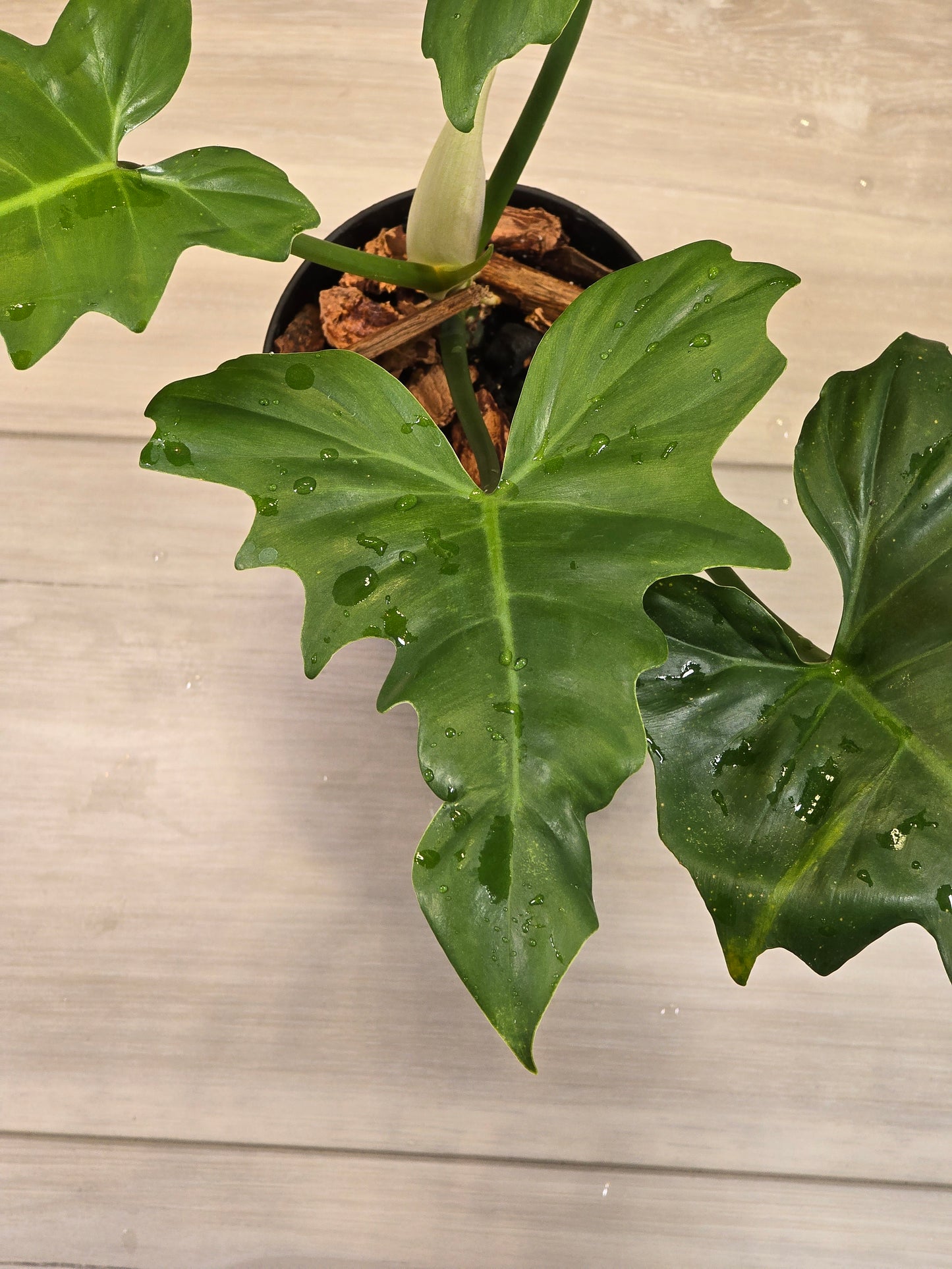 Philodendron Golden Dragon Mint #3