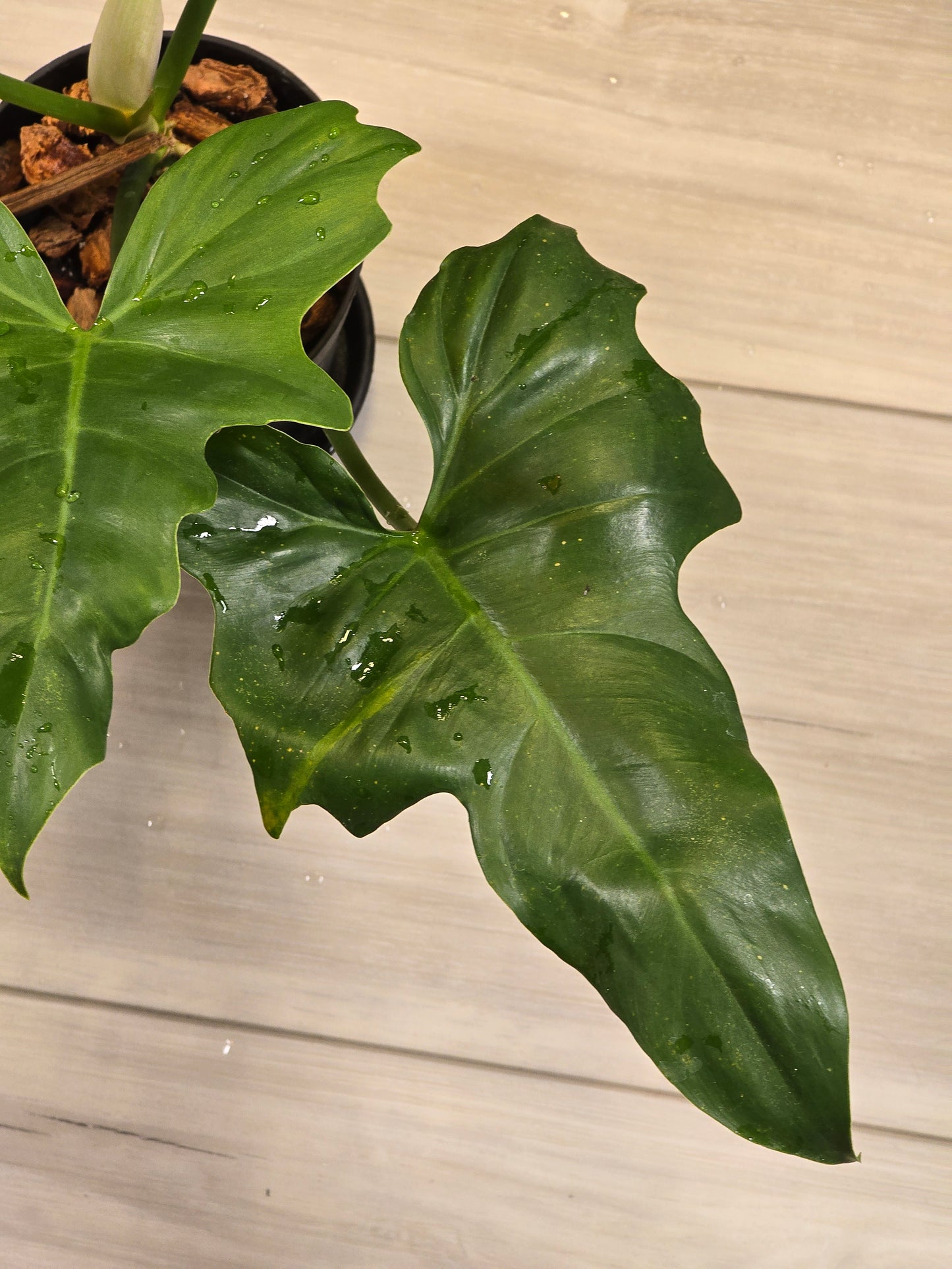 Philodendron Golden Dragon Mint #3