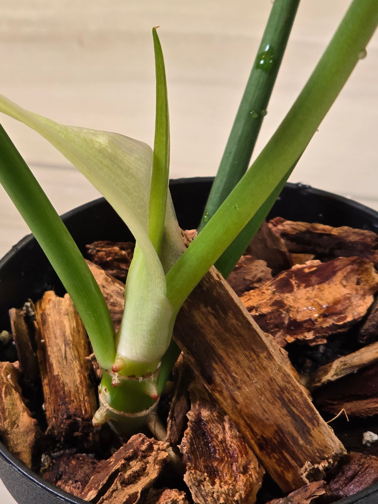 Philodendron Golden Dragon Mint #3