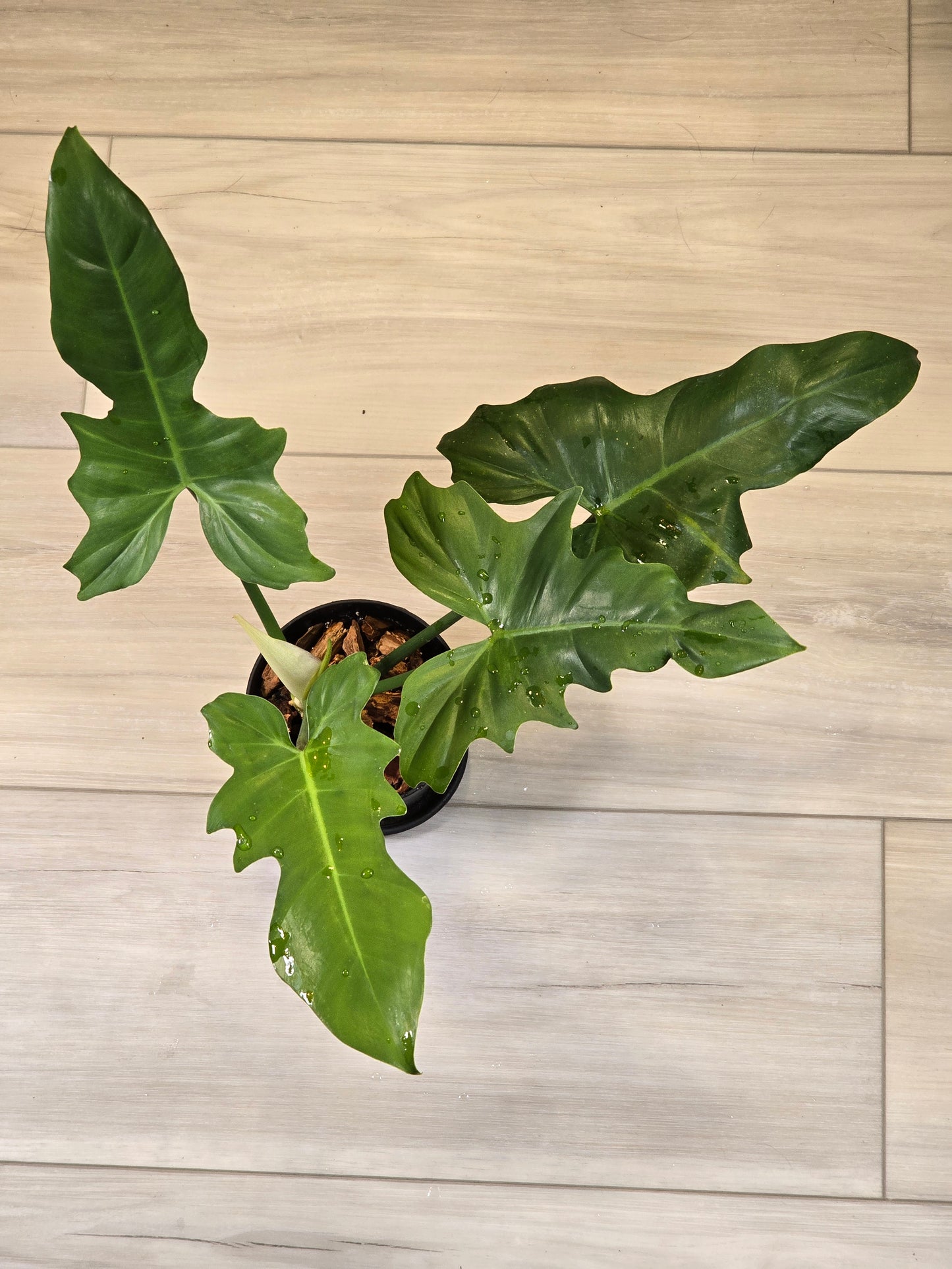 Philodendron Golden Dragon Mint #3