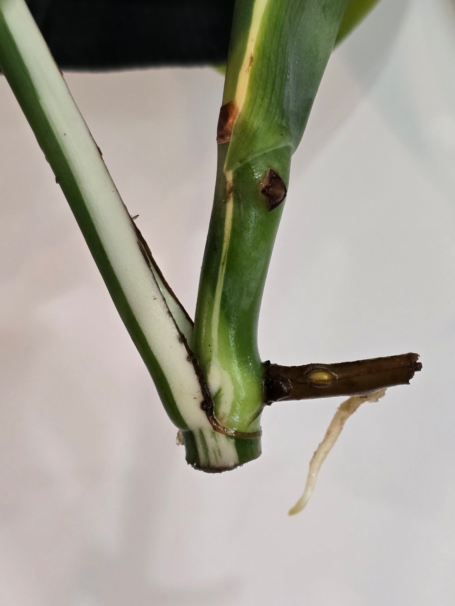 Monstera Albo #1