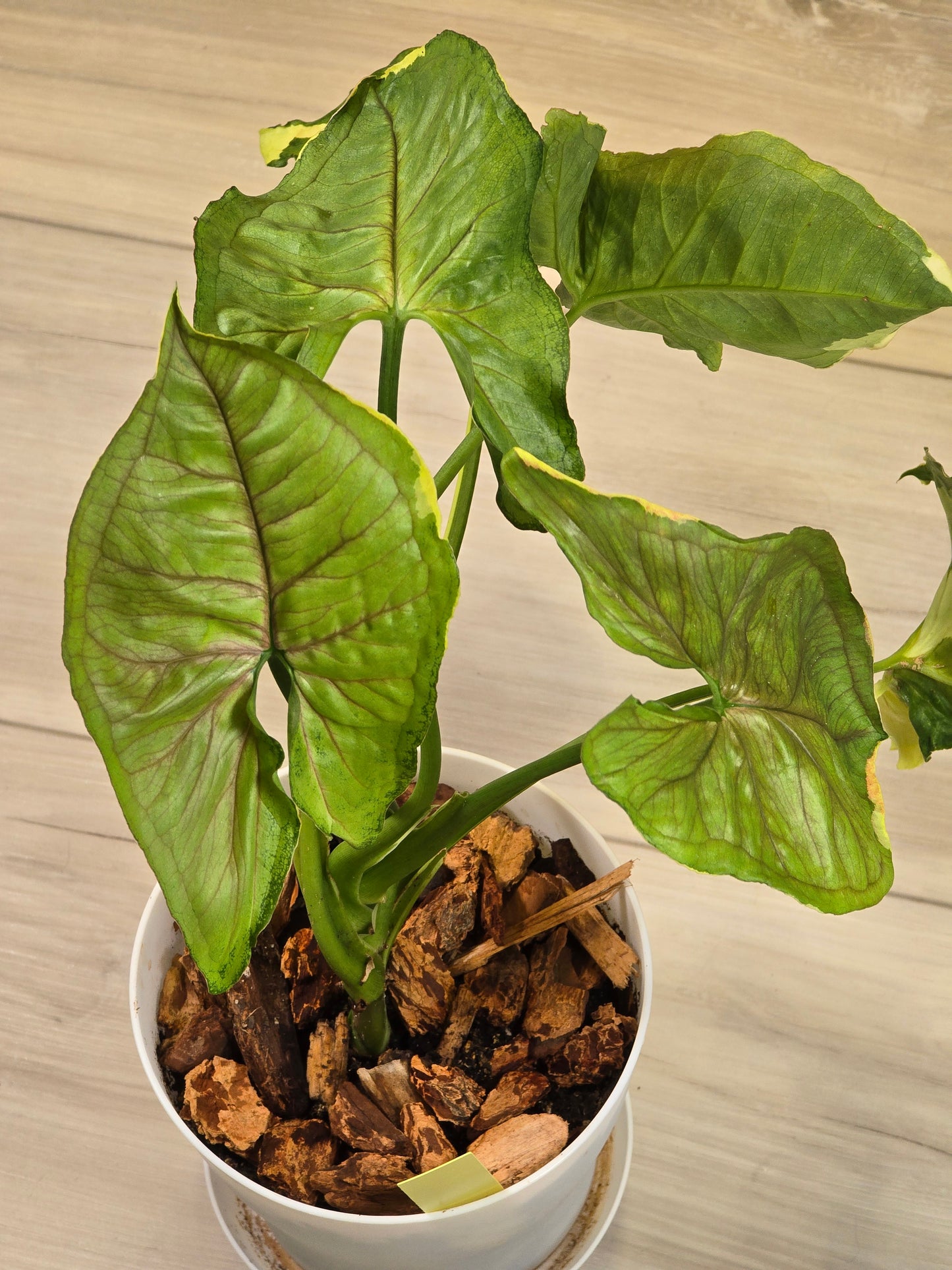 Syngonium Orm Thong #517