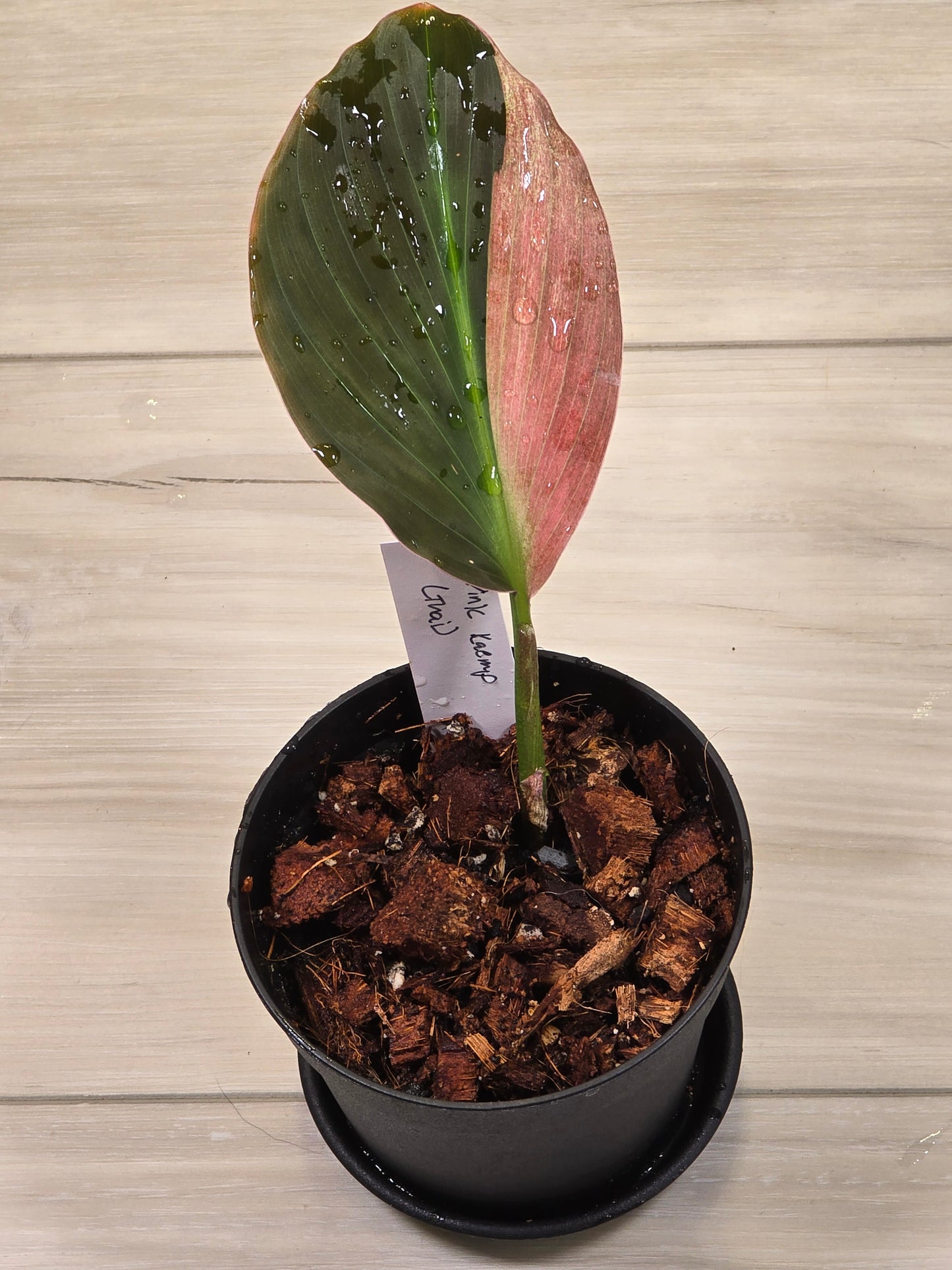 Pink Kaempferia (Growers Choice)