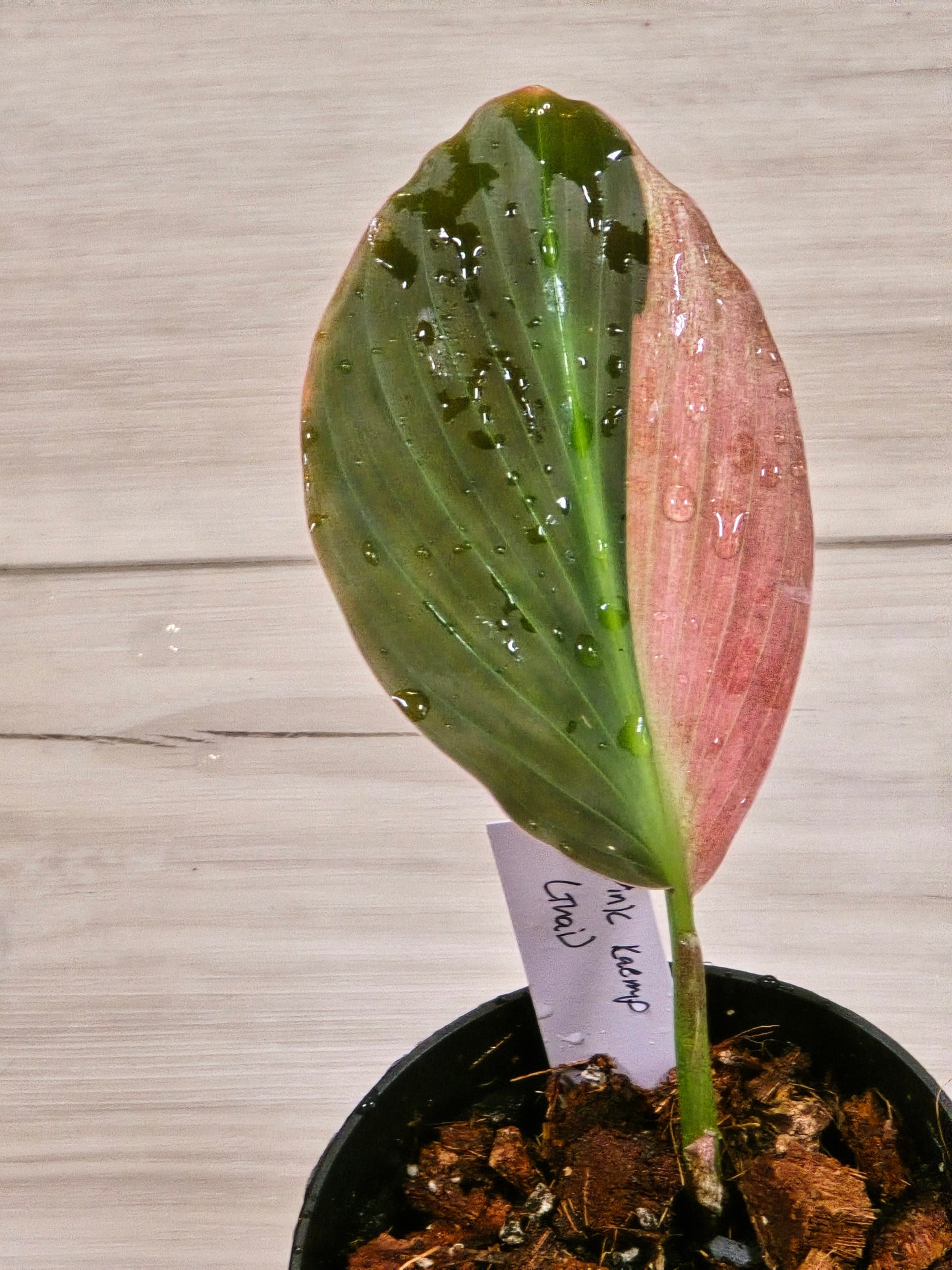 Pink Kaempferia (Growers Choice)