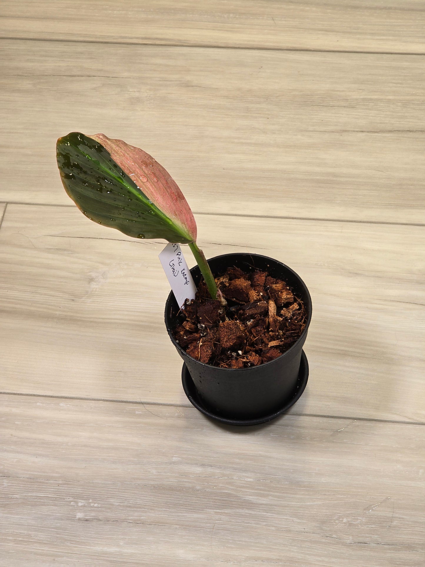 Pink Kaempferia (Growers Choice)