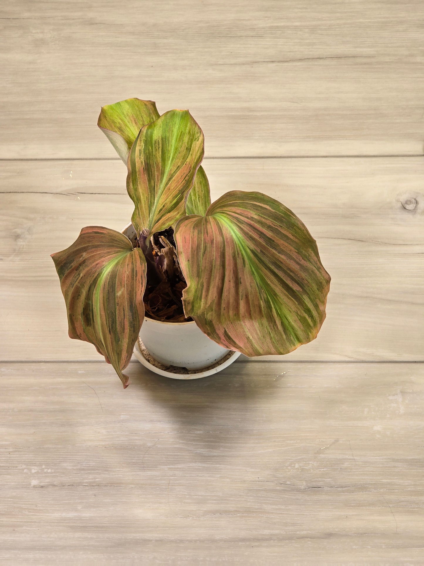 Variegated Kaempferia