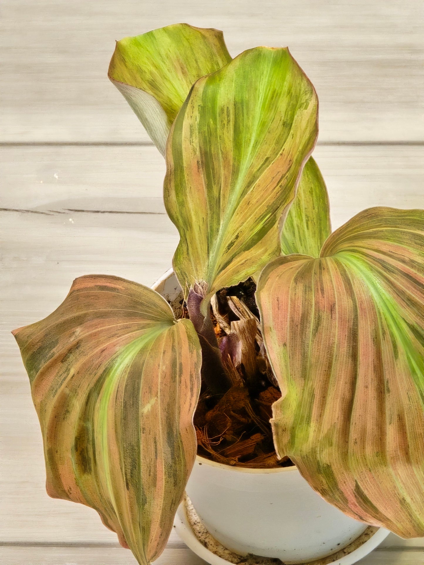 Variegated Kaempferia