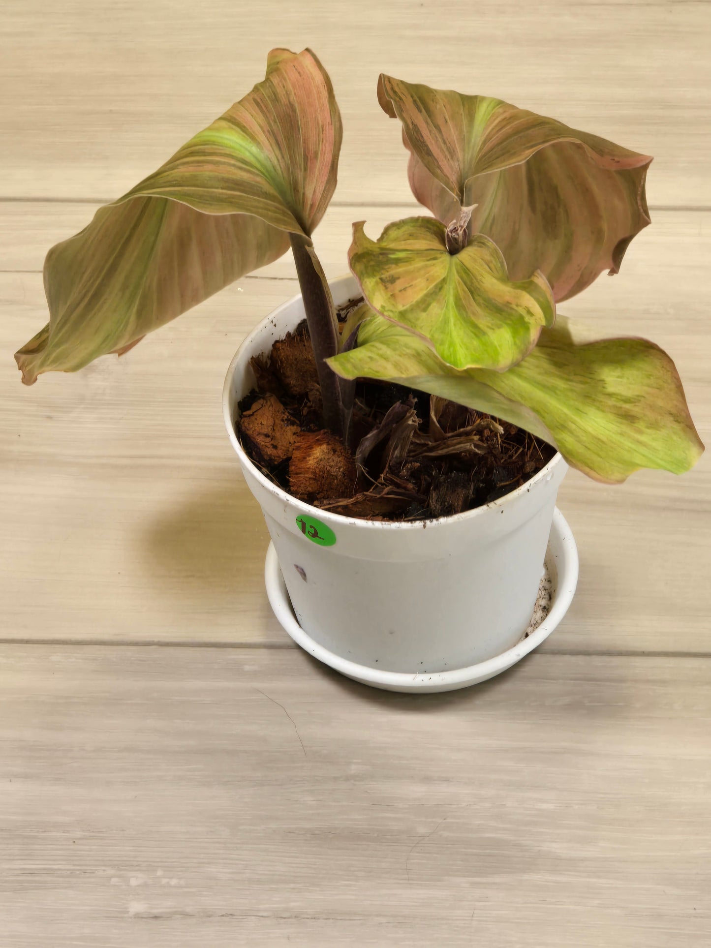 Variegated Kaempferia