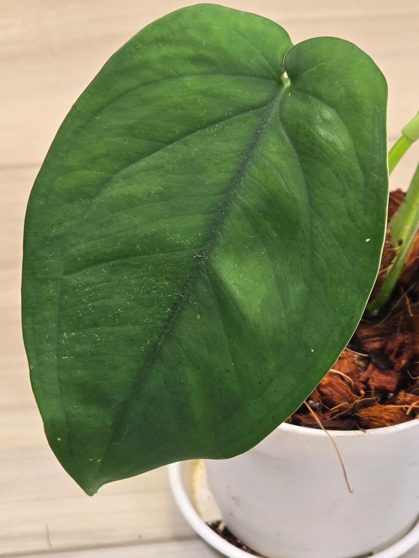 Syngonium Chiapense Variegated #15