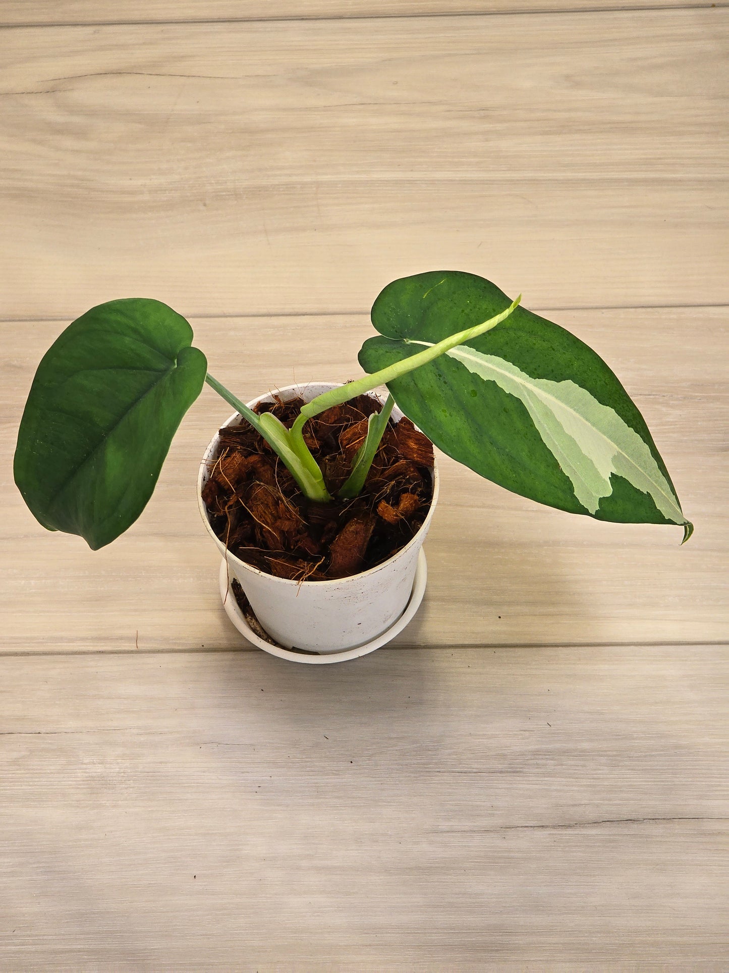 Syngonium Chiapense Variegated #15