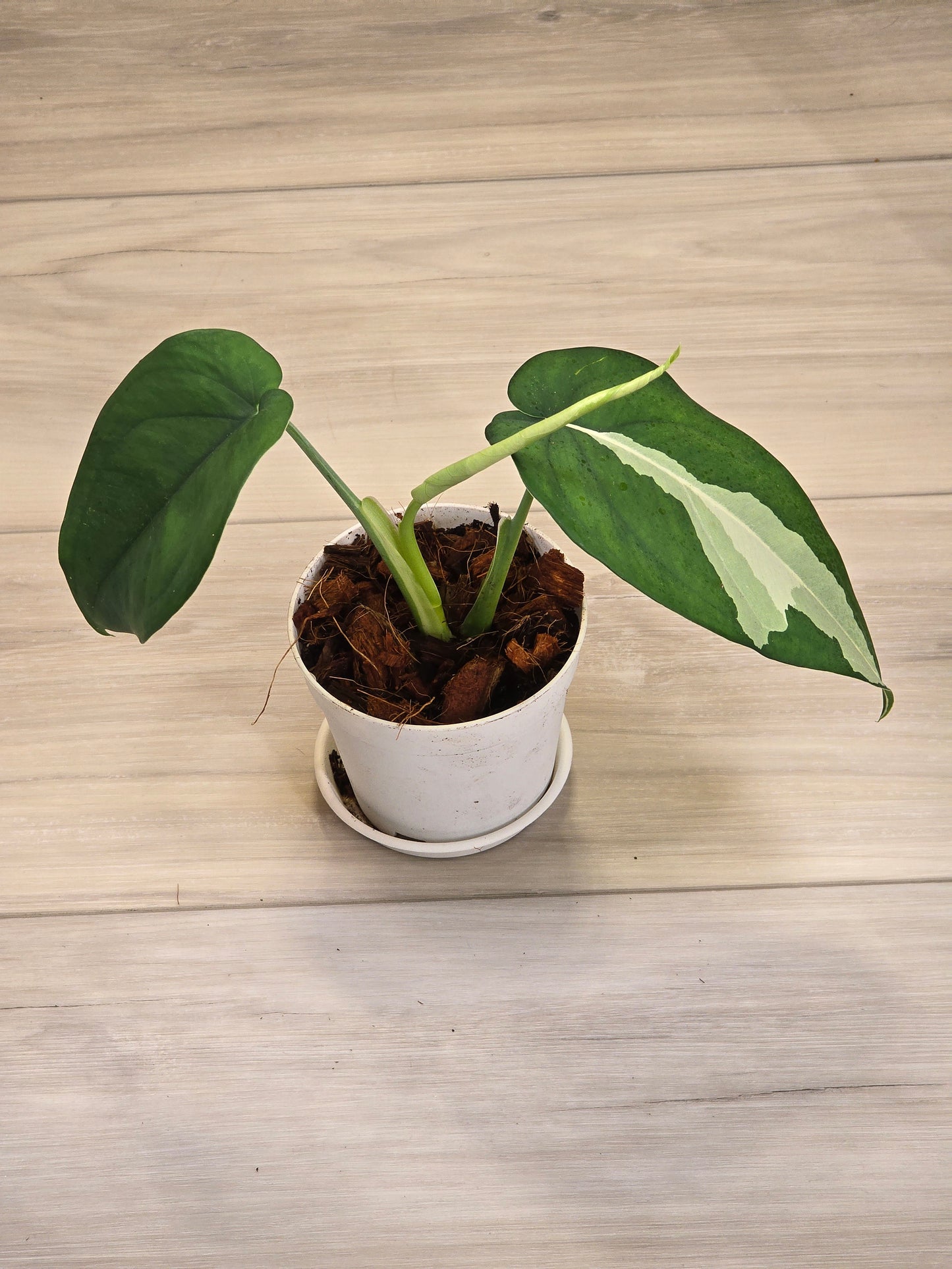 Syngonium Chiapense Variegated #15