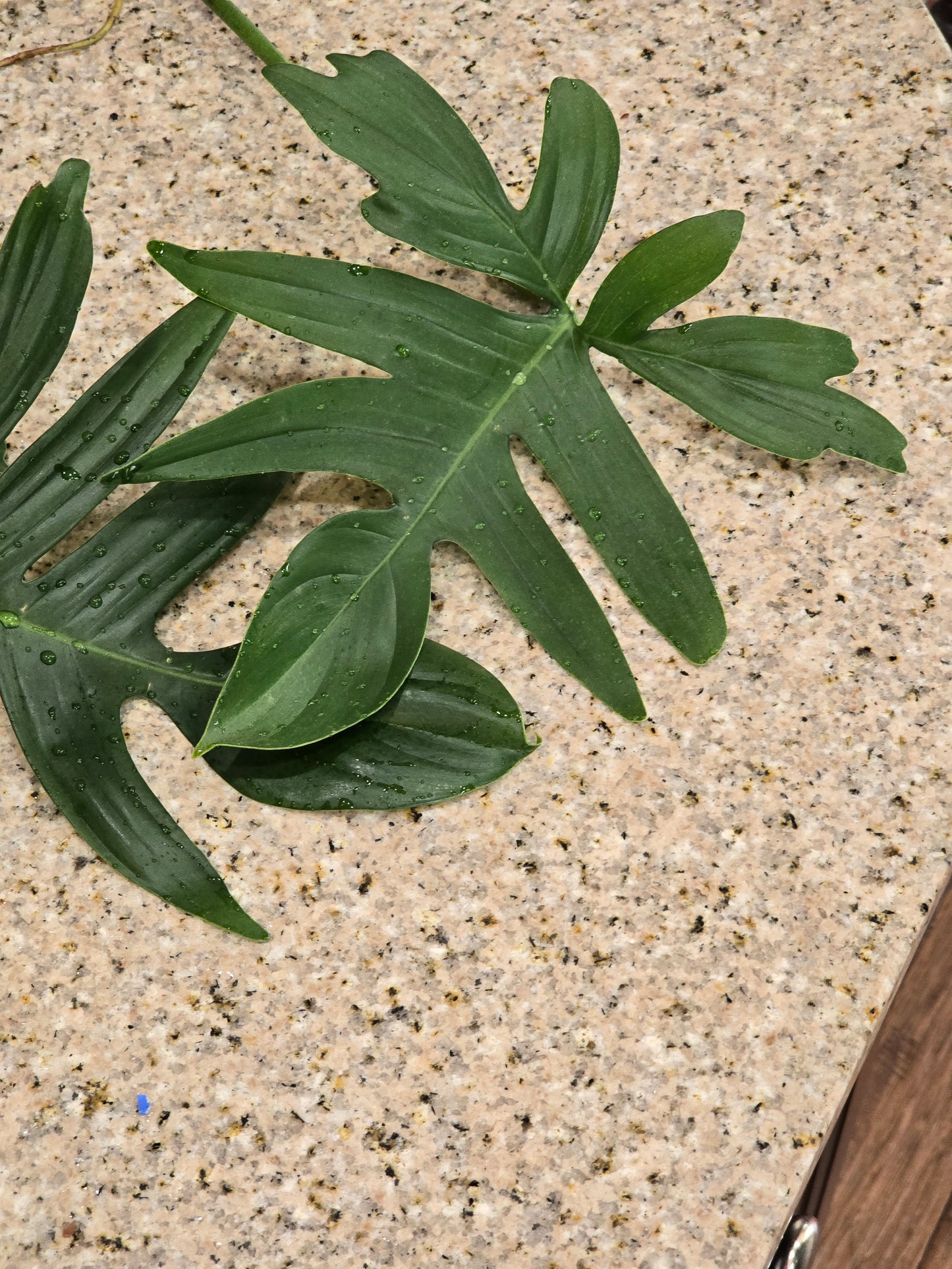Philodendron Pedatum Rooted Cutting