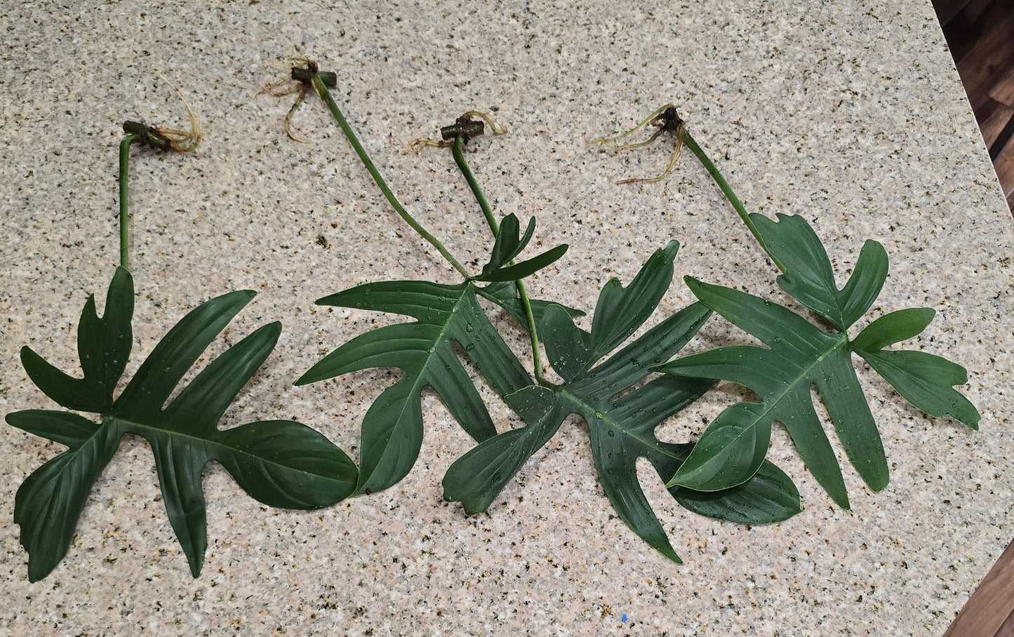 Philodendron Pedatum Rooted Cutting