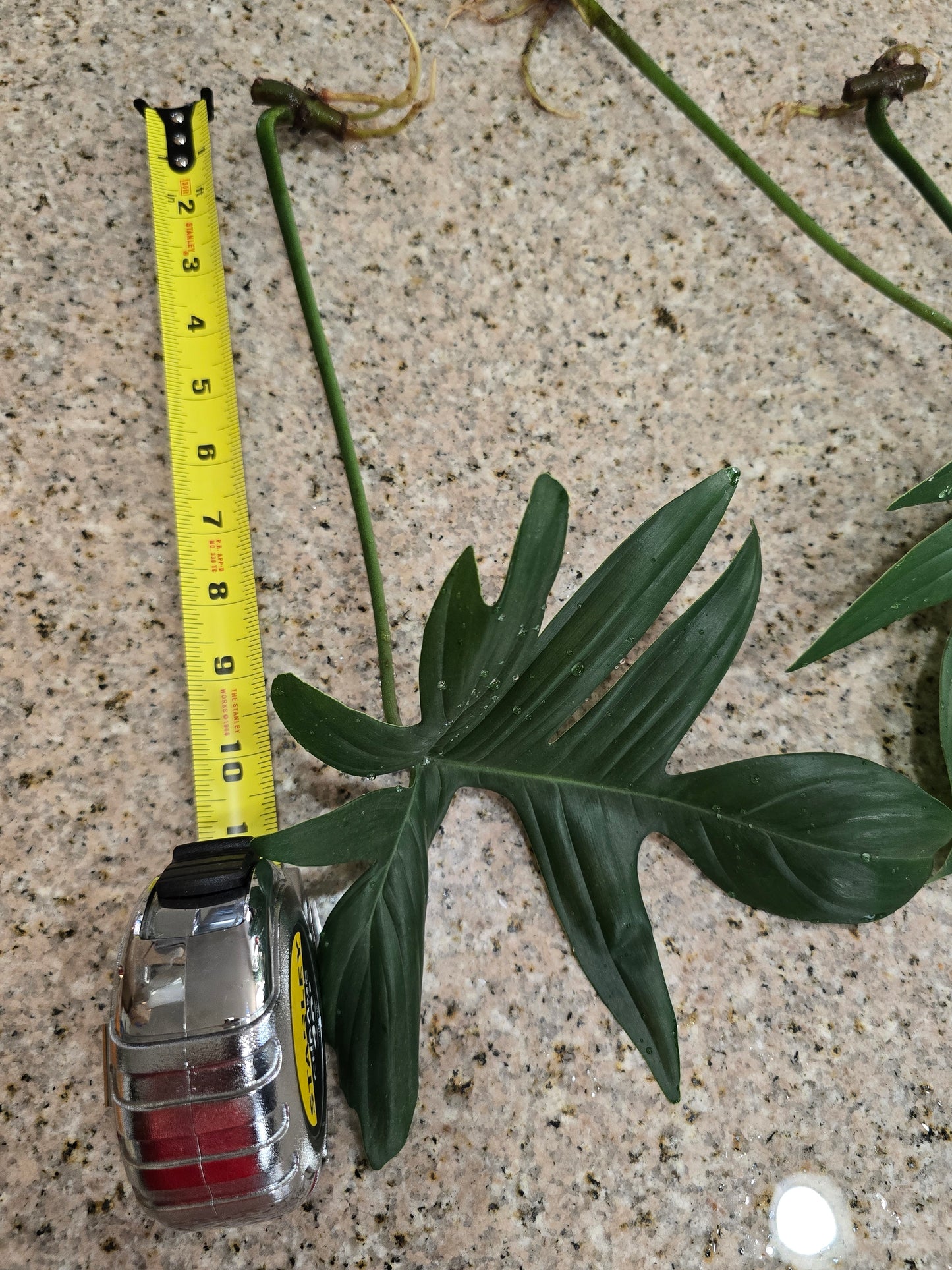 Philodendron Pedatum Rooted Cutting