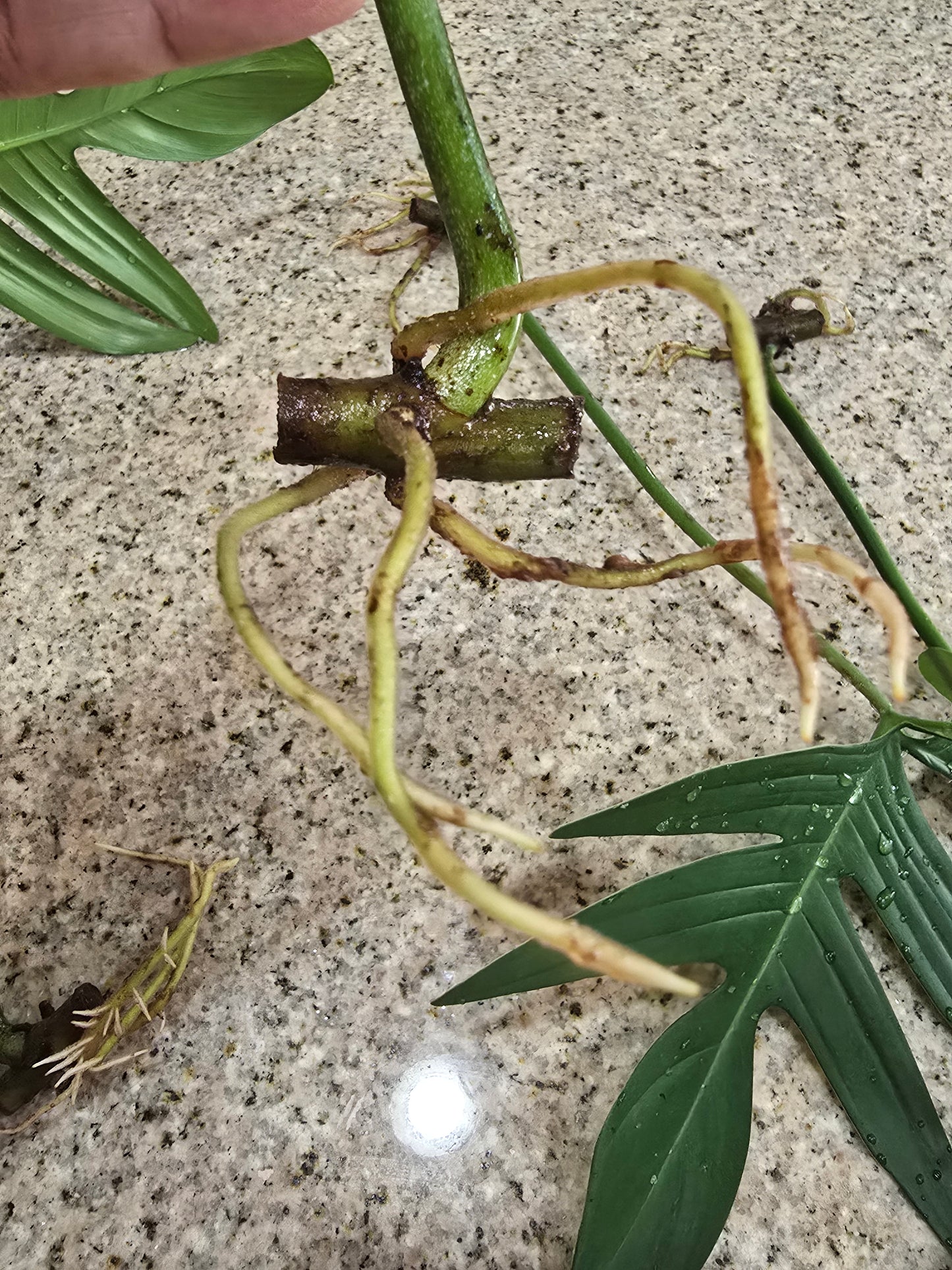 Philodendron Pedatum Rooted Cutting