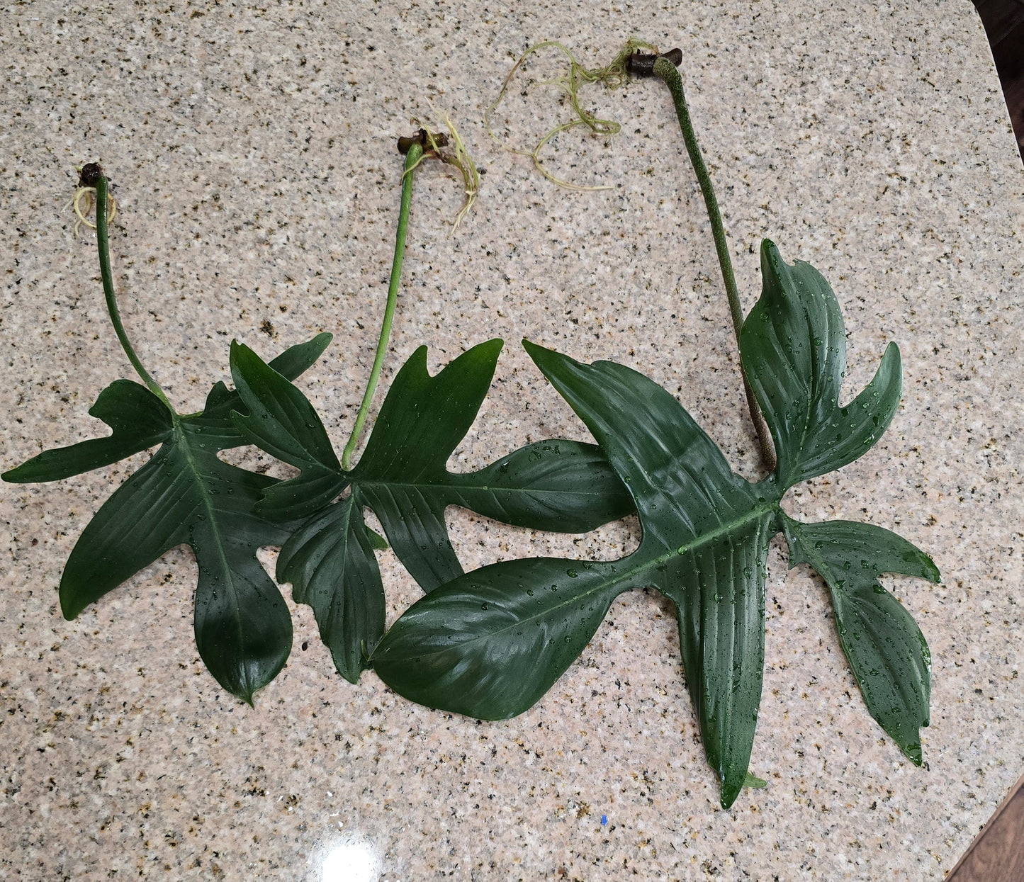 Philodendron Florida Beauty Rooted Cutting