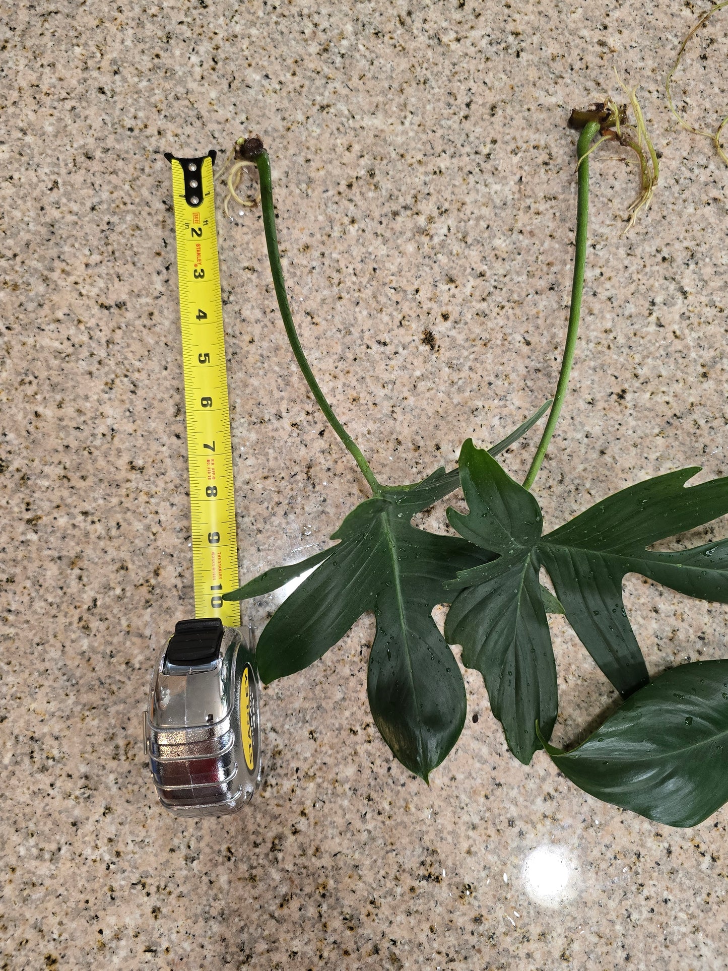 Philodendron Florida Beauty Rooted Cutting