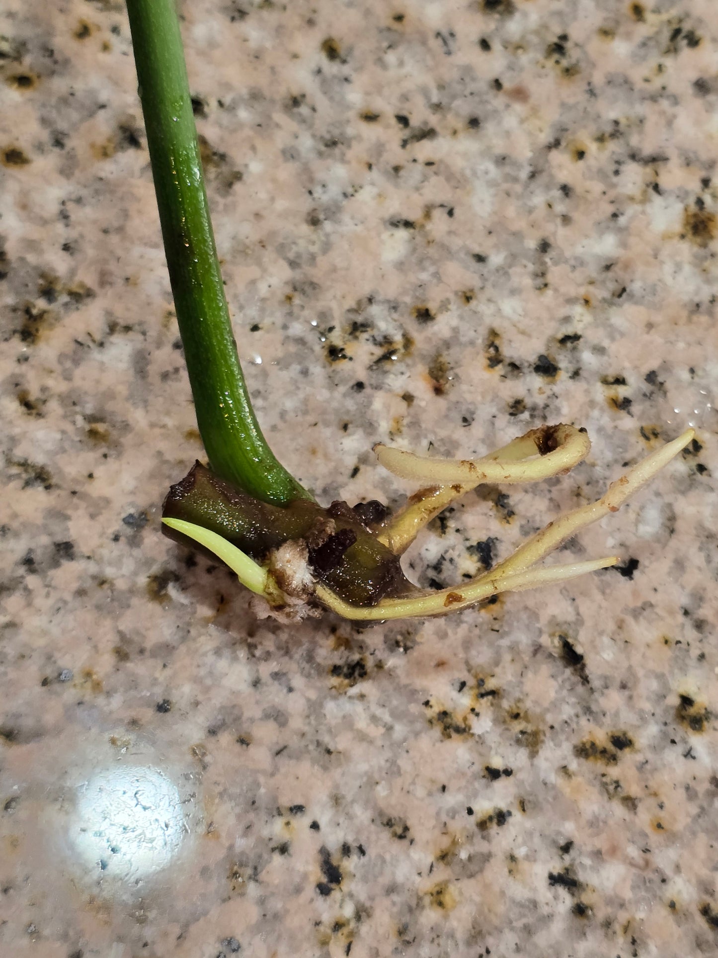 Philodendron Florida Beauty Rooted Cutting