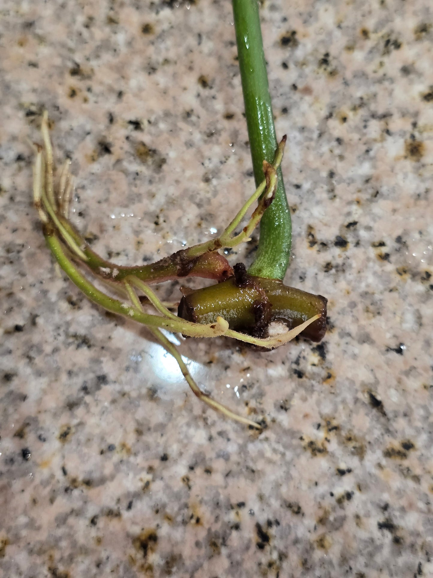 Philodendron Florida Beauty Rooted Cutting