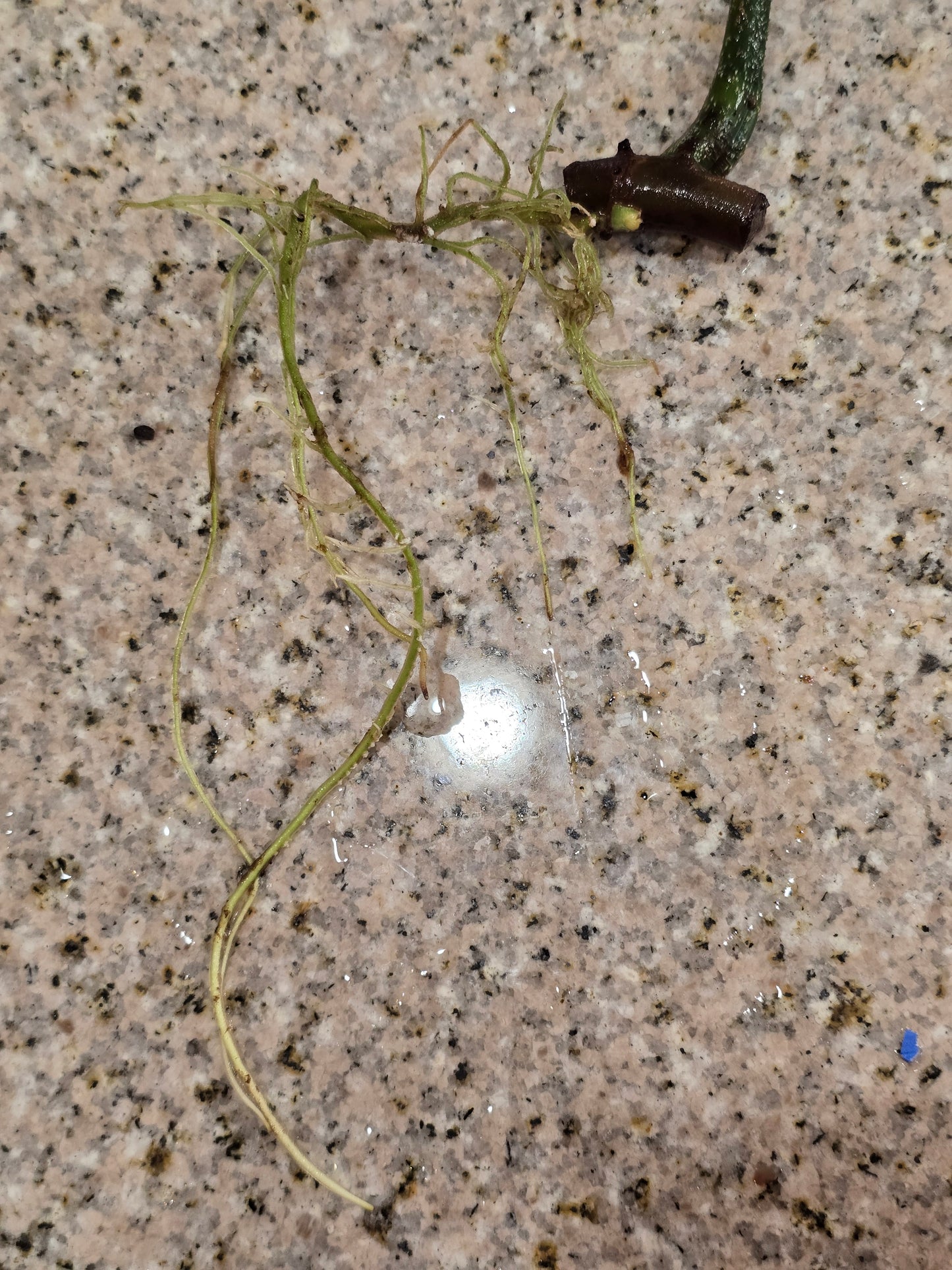 Philodendron Florida Beauty Rooted Cutting