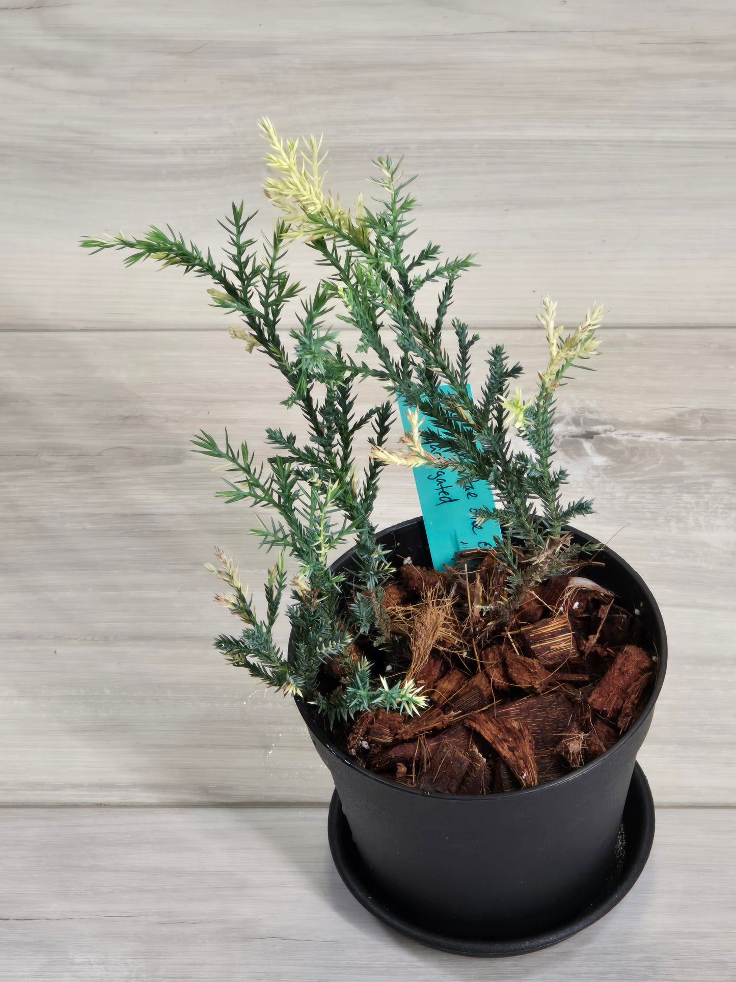 Blue Cone Arborvitae Variegated # 620