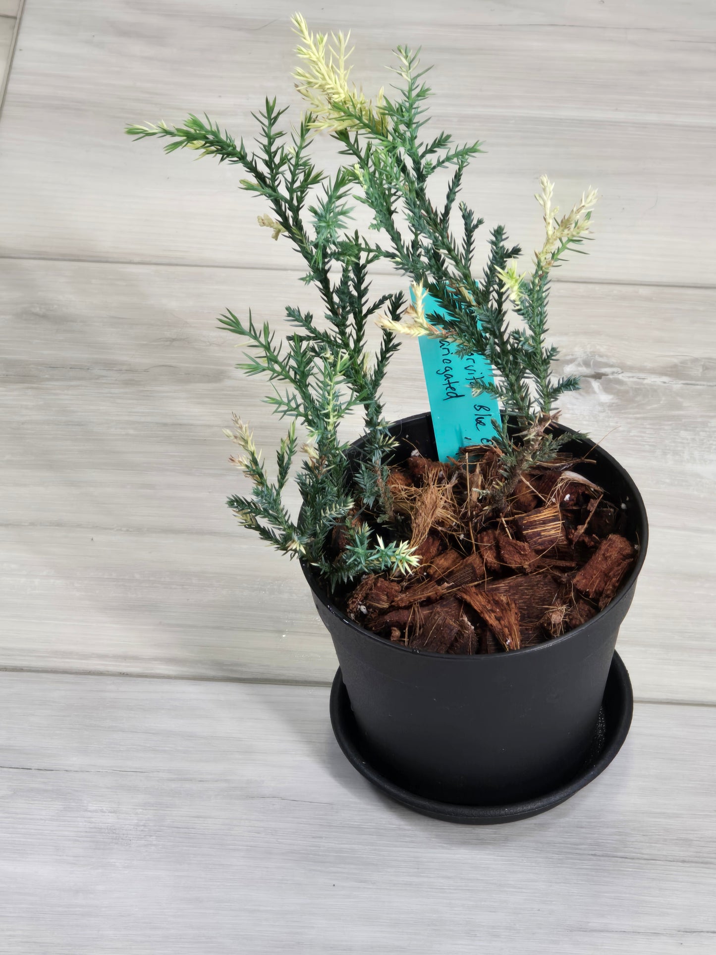 Blue Cone Arborvitae Variegated # 620