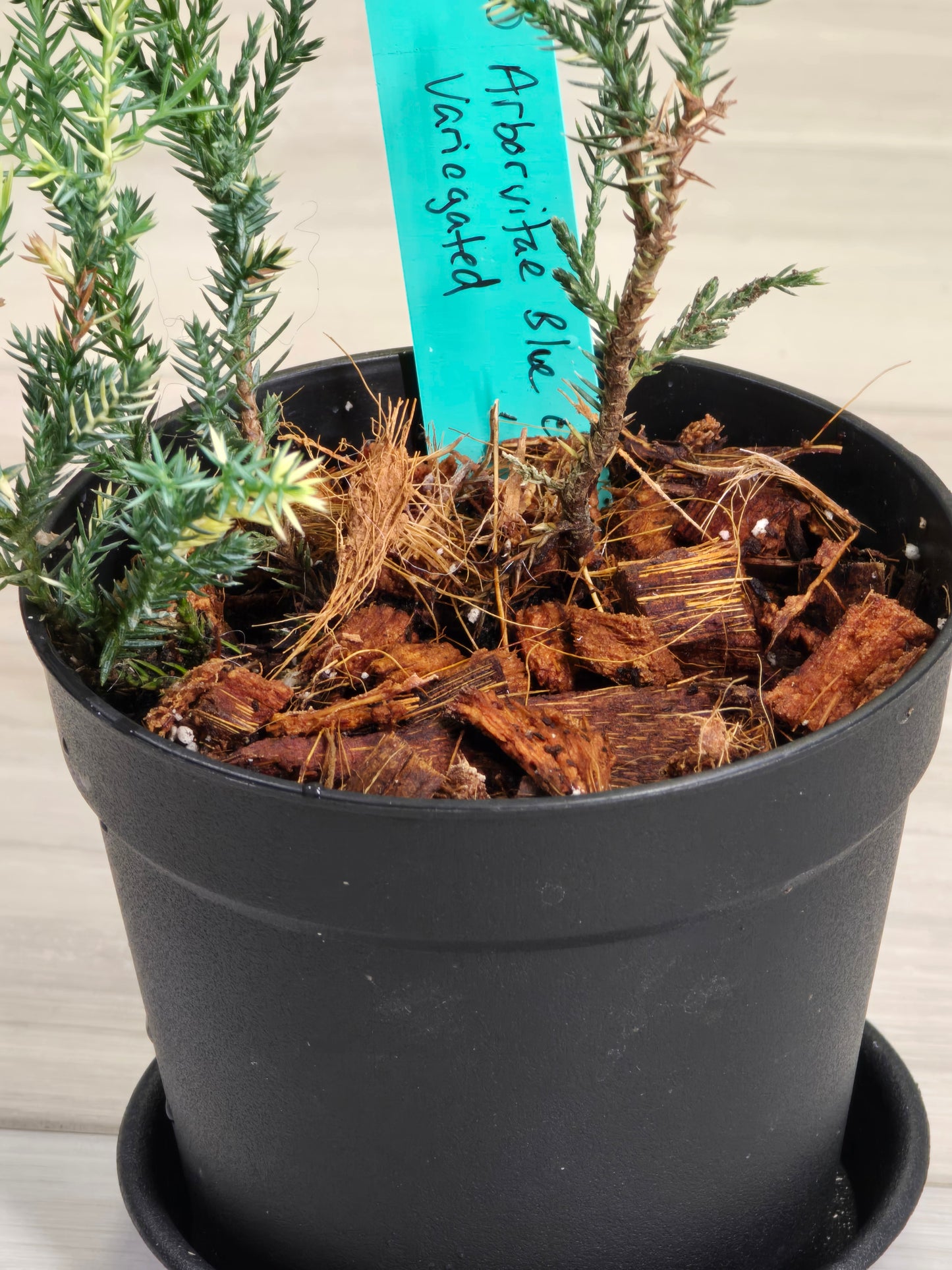 Blue Cone Arborvitae Variegated # 620