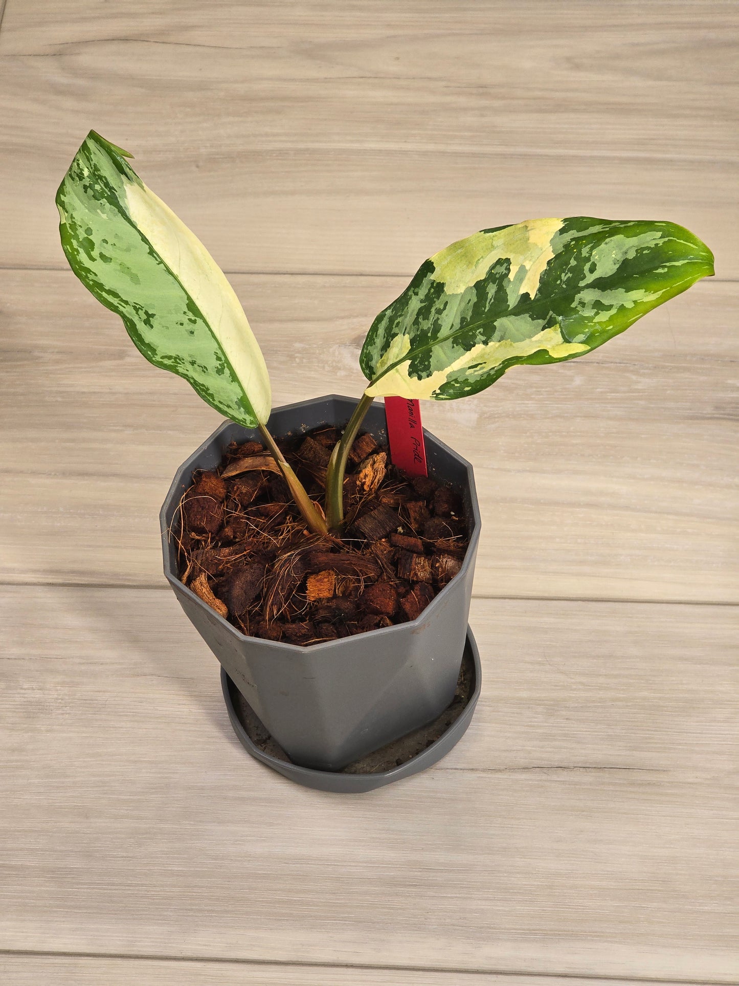 Aglaonema Manila Pride #53