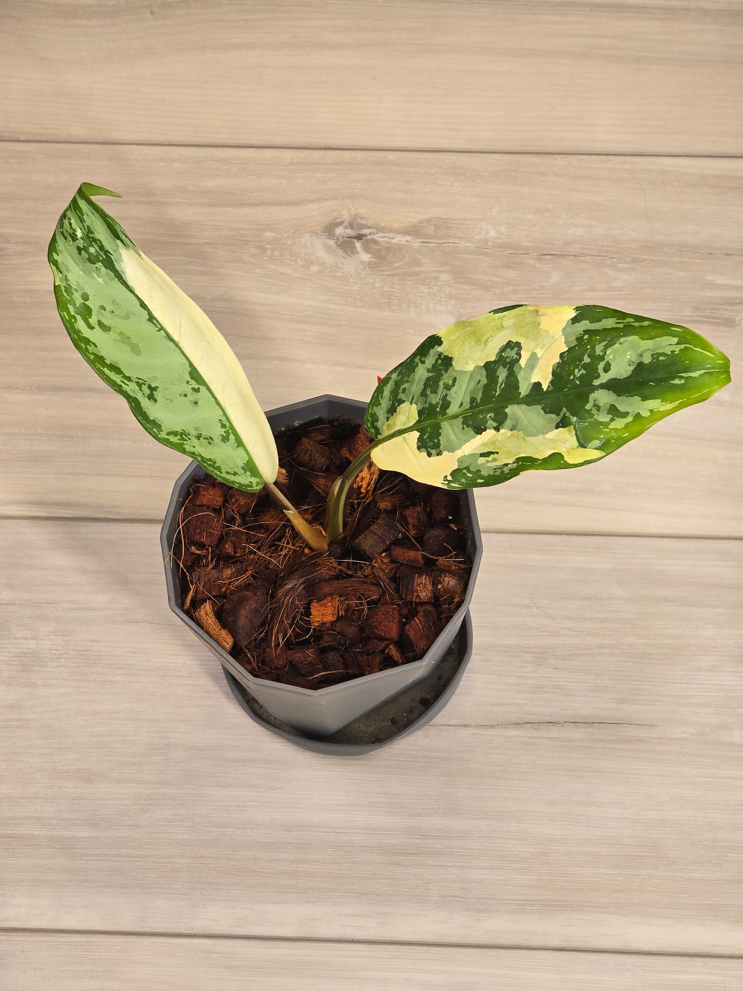 Aglaonema Manila Pride #53