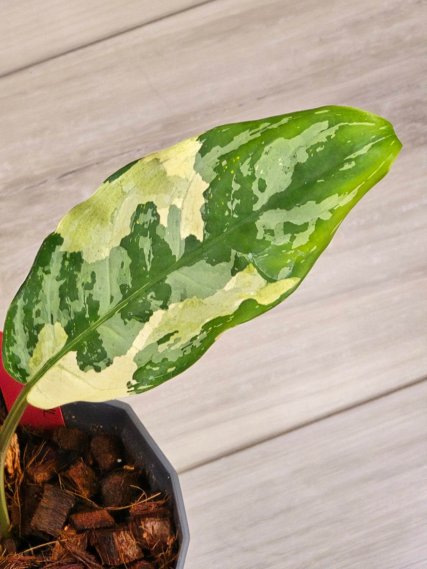Aglaonema Manila Pride #53
