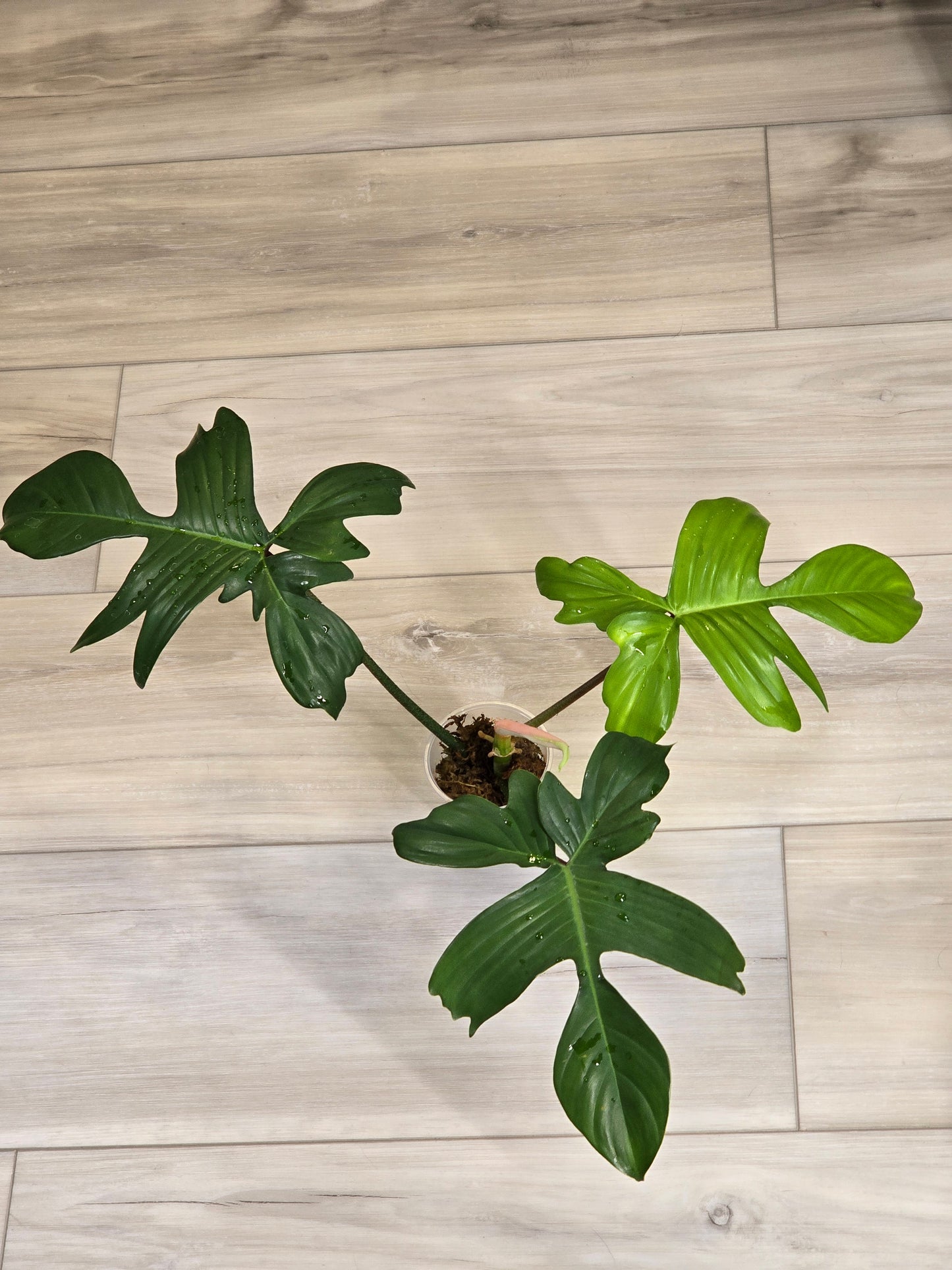 Philodendron Pedatum