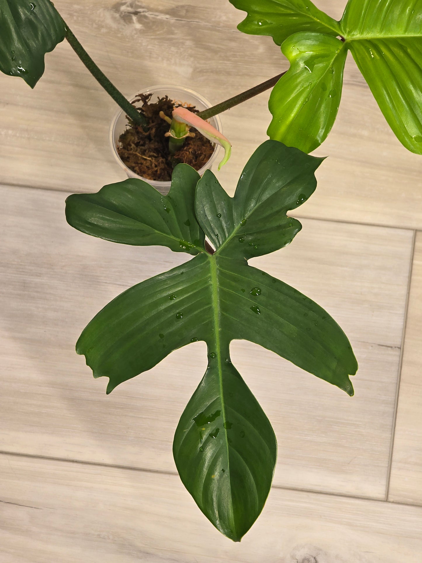 Philodendron Pedatum