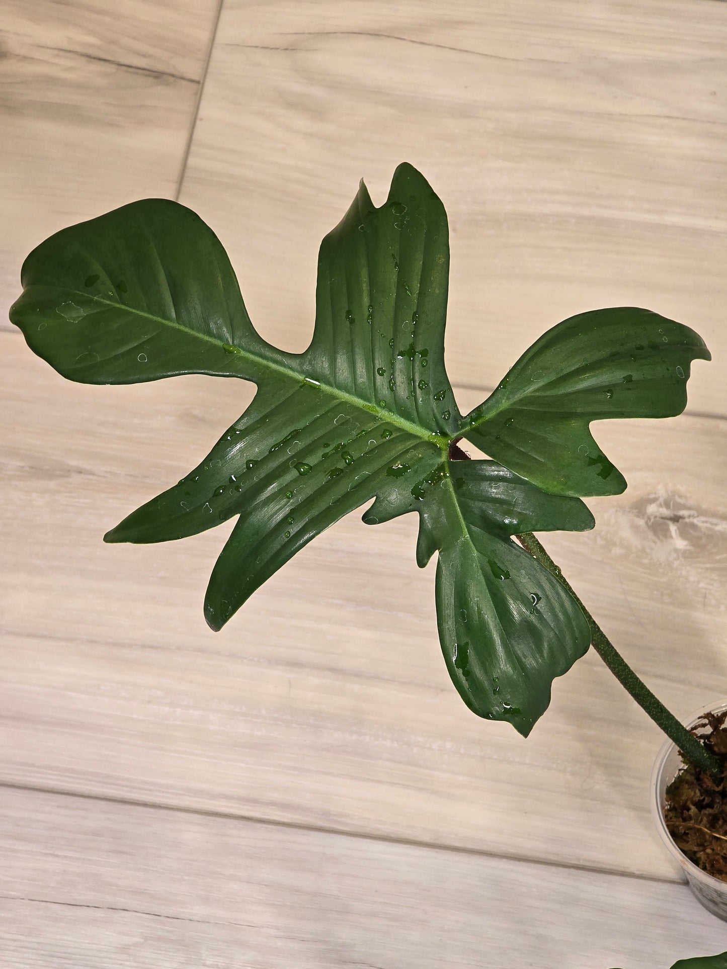 Philodendron Pedatum