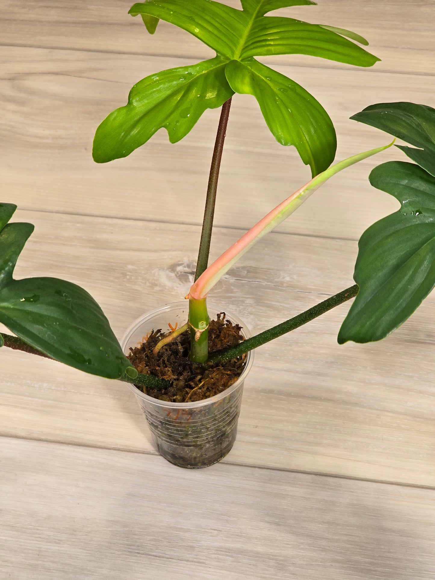 Philodendron Pedatum