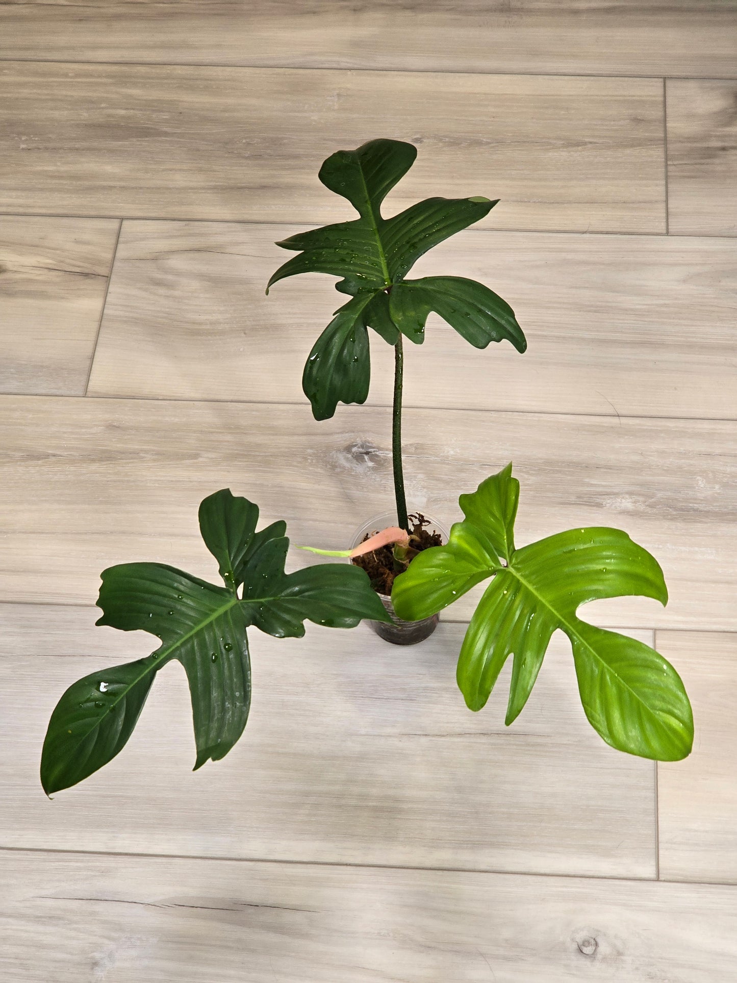 Philodendron Pedatum