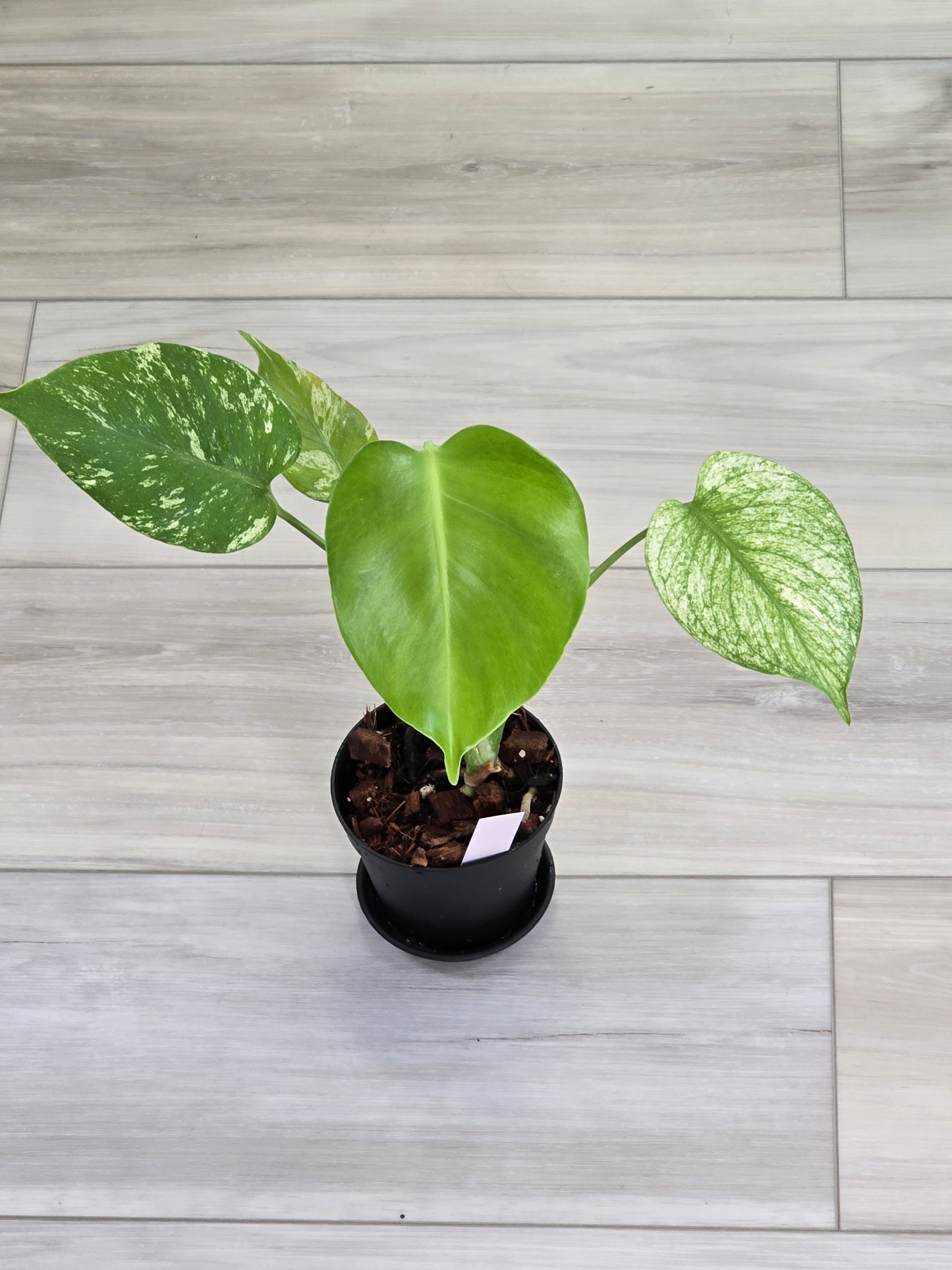 Monstera Mint Large Form #423