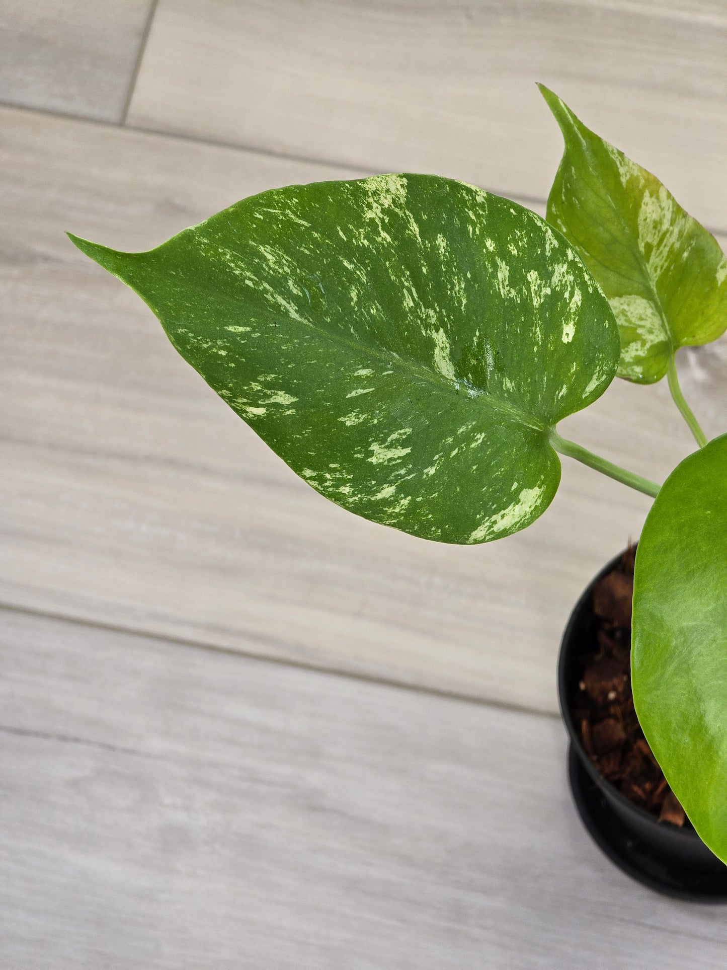Monstera Mint Large Form #423