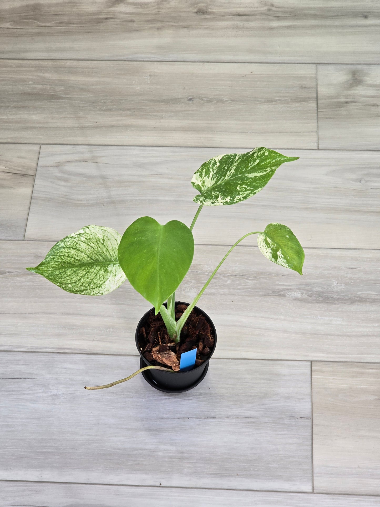 Monstera Mint Large Form #467
