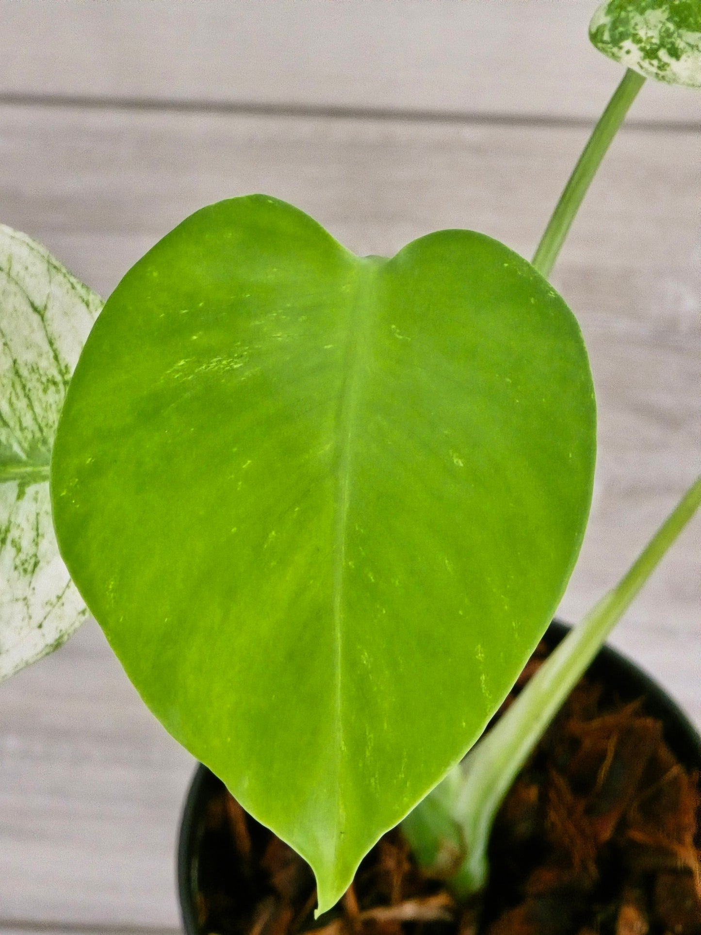 Monstera Mint Large Form #467